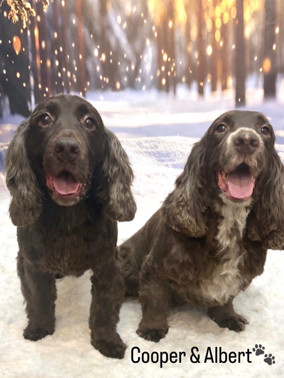 05/02/26 All the pups are looking dapper with their new haircuts 🤩🐶🐾
#cute #doggroomer #love #foryou