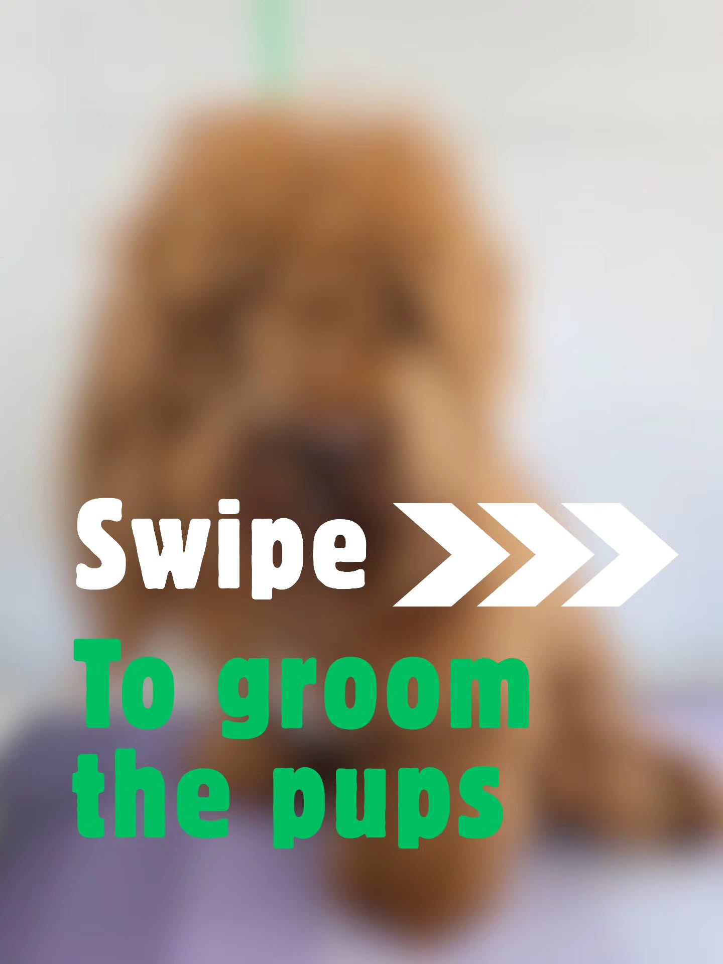 Swipe to give this doodle family a glow up before the super bowl!
#tobysgroomingplace #doodle #doggrooming