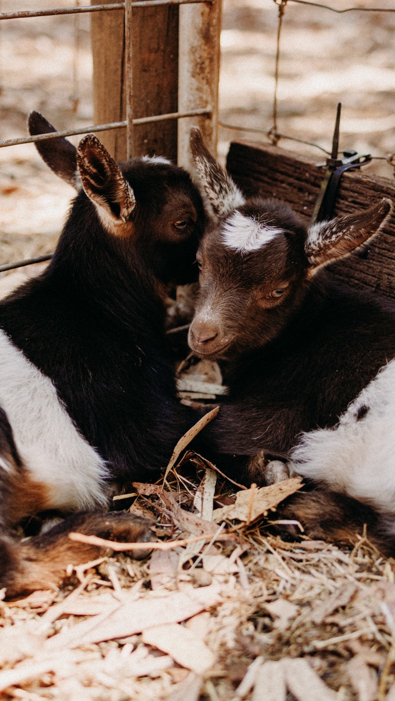 We’ve witnessed some very special moments over the past few weeks here. Some of you may remember Casper the goat who was having a little staycation here last year? Our ladies all fell pregnant and Munchie was the first to give birth to Milky Mary. Nibbles was next who gave birth to Keith (Jonah named that one!!), and finally, just to keep twins in the ‘family’, Cocoa had Yin and Yang less than 2 weeks ago. Here’s some early moments followed by snippets captured over the past few days. We do have pockets of availability over Feb and March so pop on our website to make a booking. Now is the time to come and enjoy these cute little goats!
