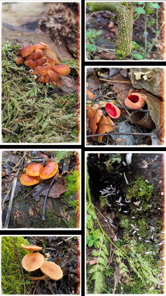 There was so much to see in the woods today. My favourite are the little elf cups because I hardly ever see them.
It's an amazing world when you pay attention to the details around us isn't it? 🍄