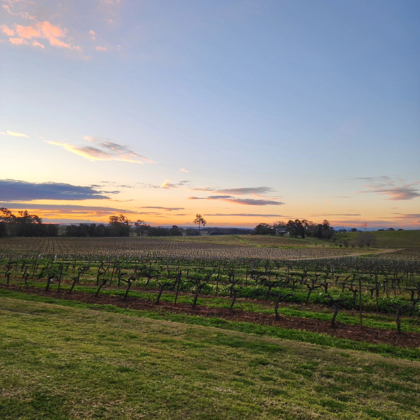 Our full-day wine tours take you to the best of Hunter Valleyโand finish with a golden hour moment like this. ๐ท๐
Wine tastes even better with a view! #HunterValleySunset #WineLoverDream