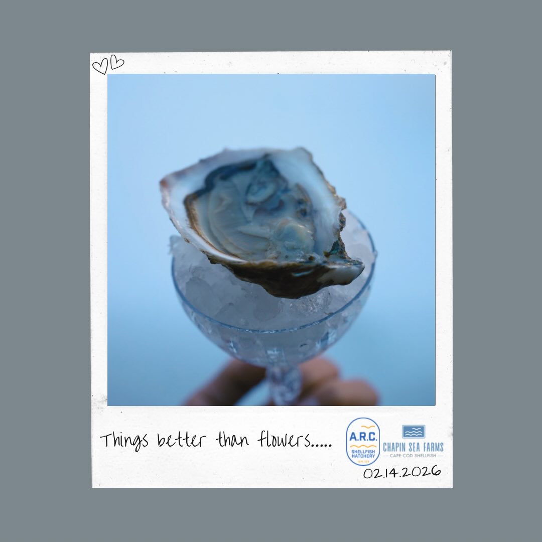 Happy Valentine’s Day !! ❤️🌹
#valentine #oysters #capecod