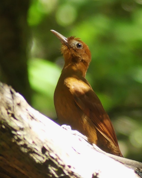Although I’m not a photographer, there are some opportunities you just can’t miss.
Ruddy Woodcreeper (Dendrocincla homochroa) seen in Coba.
#birdwatchingmexico #Birdwatching #birdconservation #birdwatchingtours #birdsofyucatan #birdsoftulum #yucatanbirds #birdwatchingtulum #birdphotography #conservation
#wildlifephotography #travelmexico