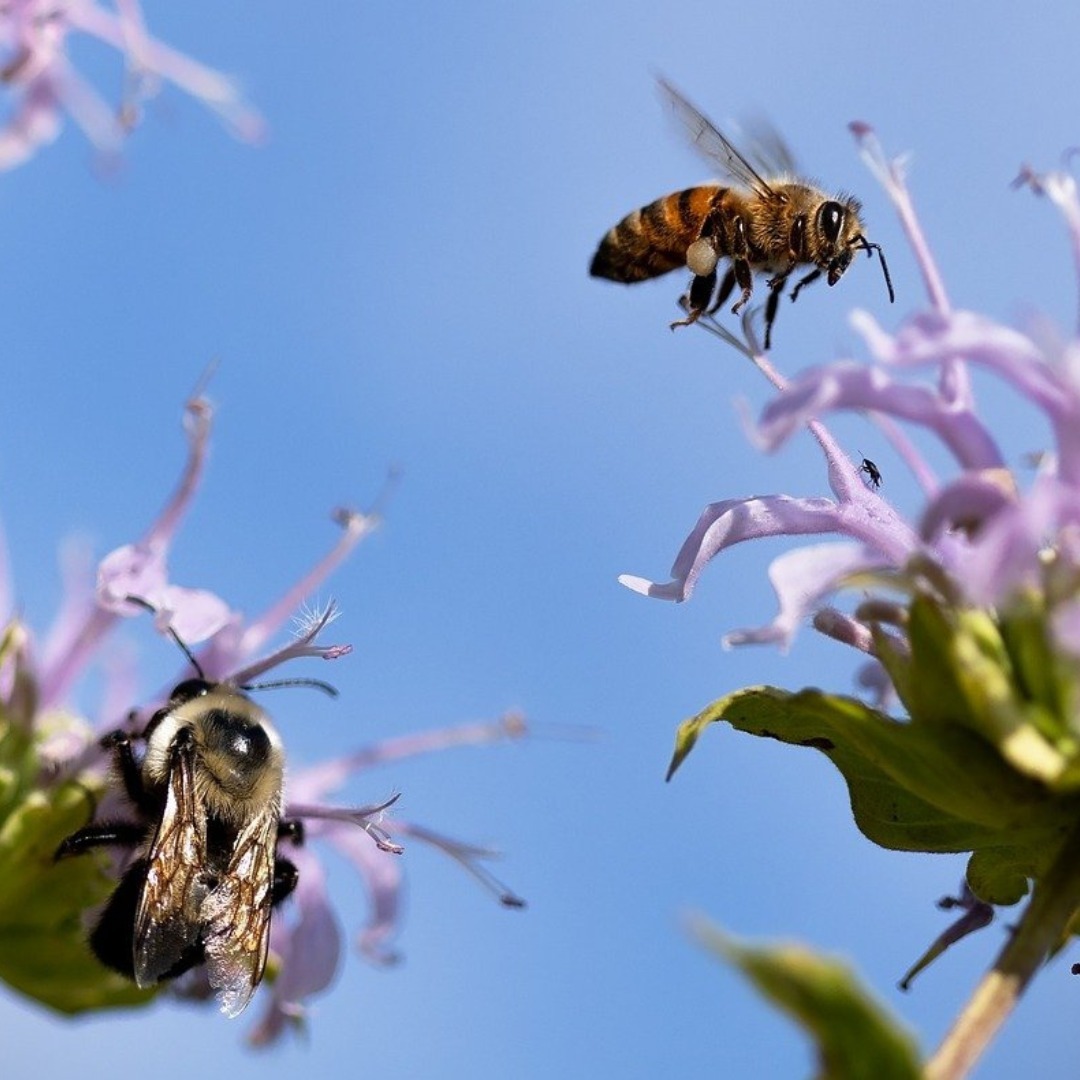 🐝🌍 Die Bienenkugel – Ein natürlicher Lebensraum für Bienen 🌸🍃
Die Bienenkugel ist eine innovative Lösung für eine nachhaltige und naturnahe Bienenhaltung. Mit ihrer runden Form ahmt sie den natürlichen Lebensraum der Bienen nach und bietet ideale Bedingungen für ein gesundes und glückliches Bienenvolk. 🌳🏠
✨ Was macht die Bienenkugel besonders?
Natürliche Wabenbildung: Bienen können ihre Waben nach ihren Instinkten frei bauen.
Optimale Temperaturregulierung: Die kugelförmige Struktur hält Wärme im Winter und sorgt für ein angenehmes Klima im Sommer. ❄️🔥
Förderung der Bienenhygiene: Die Bienenkugel unterstützt das natürliche Reinigungsverhalten und kann Krankheiten reduzieren.
Nachhaltig und bienenfreundlich: Perfekt für Imker, die Bienen artgerecht und ohne unnötigen Stress halten möchten.
Die Bienenkugel ist nicht nur eine Bereicherung für die Bienen, sondern auch ein wichtiger Beitrag zum Schutz der Artenvielfalt. Mit ihr kannst du die Gesundheit und das Wohlbefinden deiner Bienen fördern und gleichzeitig die Natur schützen. 💛🐝
#Bienenkugel #Bienenschutz #Bienenliebe #NaturnaheImkerei #RettetDieBienen #Bienenwohl #ImkerTipps #NachhaltigeImkerei