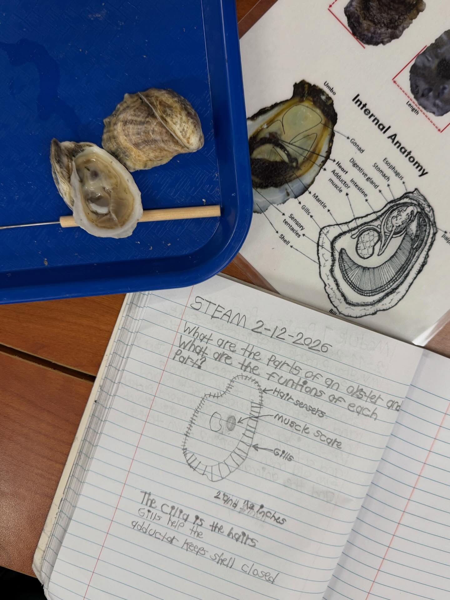 A great first two sessions with 4th Graders from Virginia Heard Elementary School. We explored oysters as a keystone species and how they are adapted for living in the salt marsh!
We are grateful for @birkleyheynenef for supporting our largest partnership yet! This grant provides 112 students with hands-on programming and field trips that connects them to their place.
#STEMEducation #PlaceBasedLearning #HandsOnLearning #GACoast #GAOyster