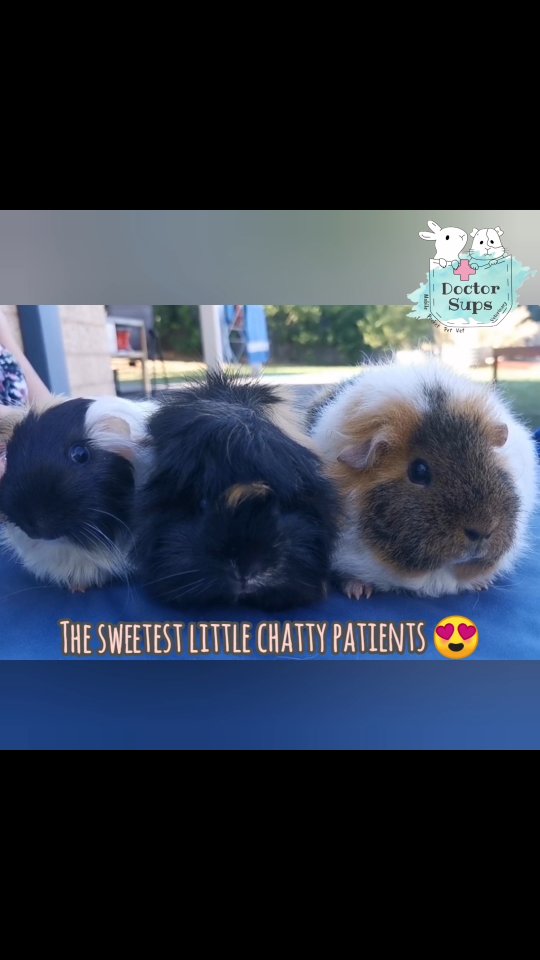 It's been a Wheek Wheek week! 🐹❤️
Dr Sups has been visiting many very beloved guinea pigs in their homes recently. Guinea pigs may be little potatoes with feet, but they come with big personalities and even bigger opinions.
From routine health checks and senior screenings, to incisor trims and urine collection, all care is provided in the comfort of their own homes — helping to reduce stress and keep these little ones as relaxed as possible.
That said, many of them still have a lot to wheek wheek about Dr Sups’ services - it's hard work to win the hearts of these little ones! 😅
#doctorsupsveterinary #doctorsups #pocketpetvet #mobileveterinaryservice
