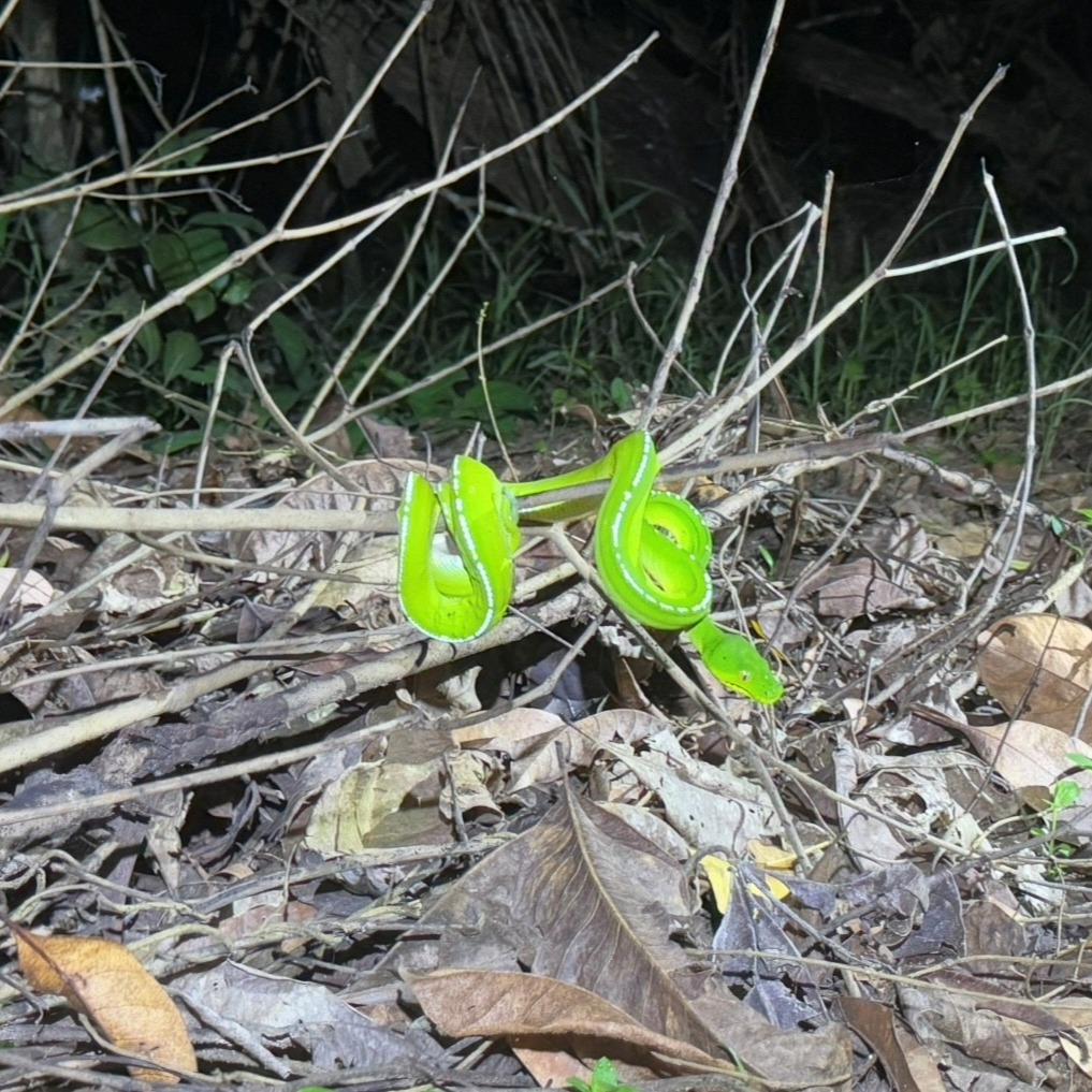What camouflage?
These GTPs at Iron Range NP were perched in ambush among dry brown leaves and sticks, their vivid green bodies impossible to miss when spotlighting. This contrast highlights that their colouration isn’t about blending in at night, but about disappearing into the canopy during the day, where green foliage provides effective camouflage—most likely against predatory birds with exceptional vision.
#ironrange #kutinipayamunationalpark #morelia #moreliaviridis #camoflage #greentreepythonsofinstagram #greentreepython #chondro