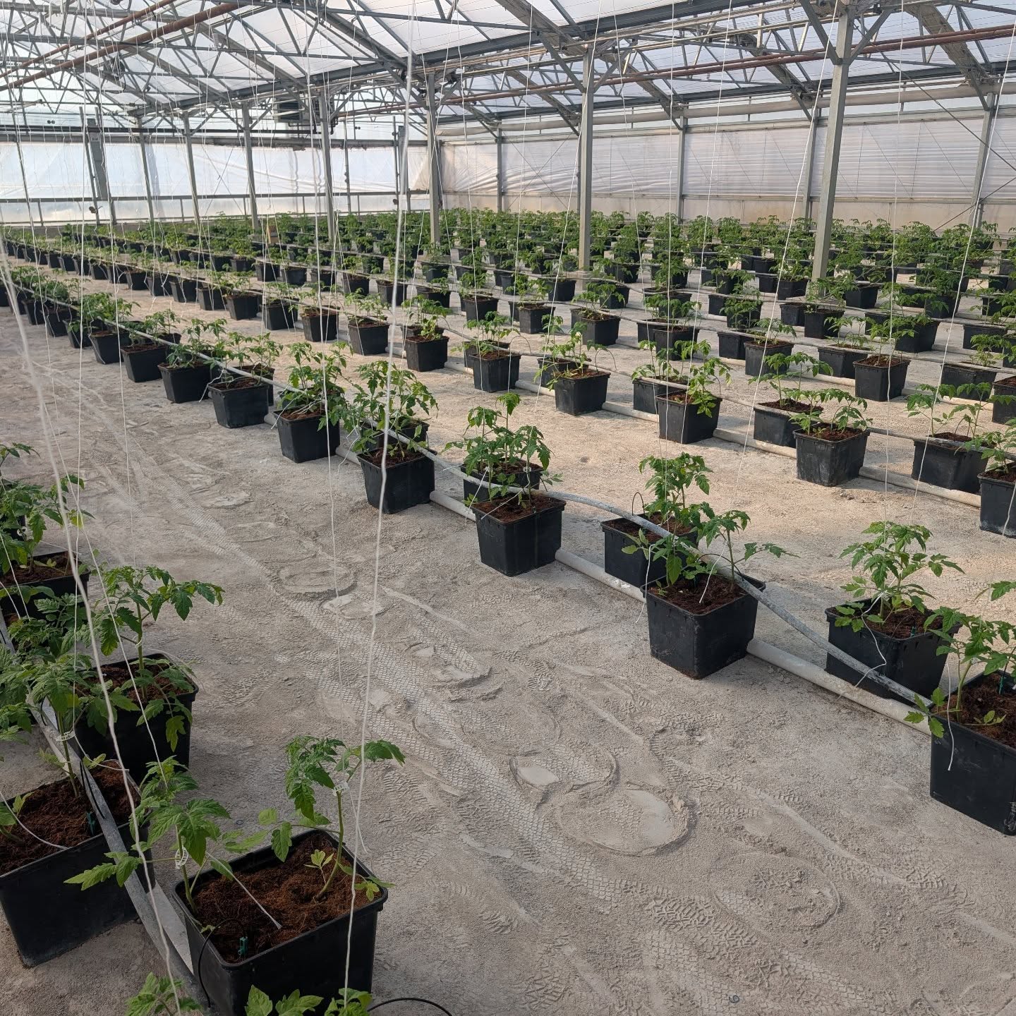 Just finished filling the greenhouse with tomatoes!