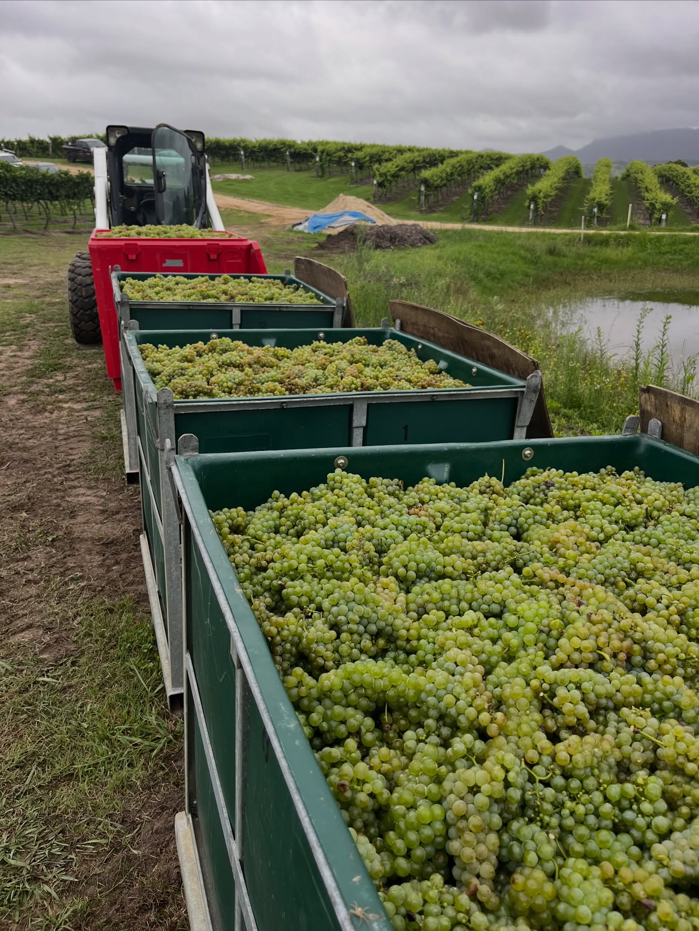 Vee-on-YAY!!!! Today we harvest one of the most versatile and, in my opinion, underrated grape varieties. The Viognier 2026 vintage is looking pretty spectacular! #megalongcreekestate #bluemountainswine #viognier #vintage2026