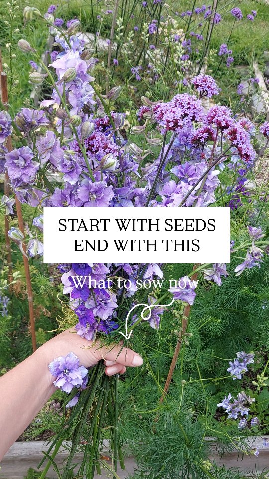 Seeds to sow over next few weeks, for summer blooms;
larkspur, sweet peas, cosmos, calendula, californian poppies, nigella, and phlox.
During these gloomy February days, a bright, sunny garden full of flowers can seem like a pipe dream. But it isn't, the flowers will come, with the sunshine. I promise!
Lots of these will grow in pots as well as the ground too.