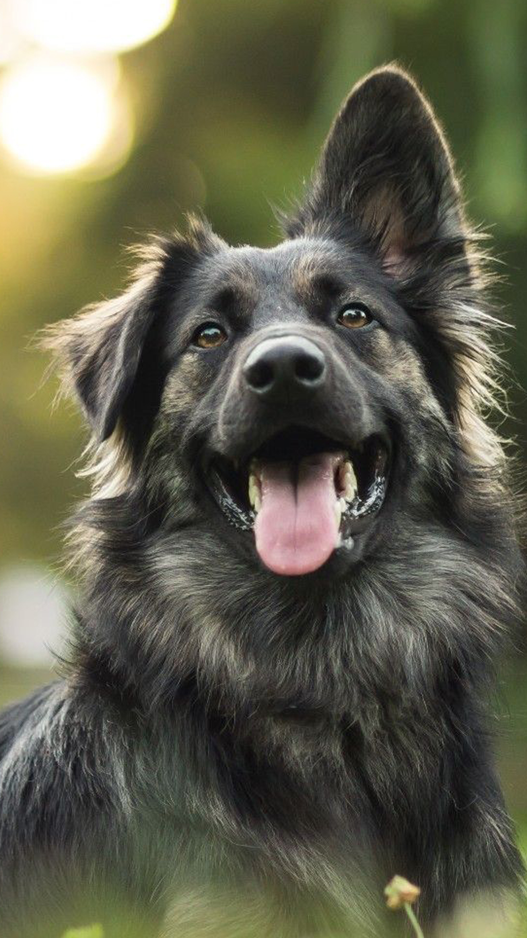 🎙️🐾 Can your dog actually learn when they’re overwhelmed?
In this episode, we’re diving into how your dog’s emotional state impacts their ability to learn. From leash reactivity to sudden fear moments, we break down what to do (and what NOT to do) when your dog is anxious, over-aroused, or panicked.
If you’ve ever said, “They’re so good at home but…” this one’s for you.
🎧 Click to listen and learn how to lead your dog through big feelings with confidence. If your dog is stuggling with overcoming their anxiety, reach out to us and let us figure out your dogs training path! 🤗
🔗 www.CascadePetCamp.com
📲 (541) 354-2267
📍3085 Lower Mill Dr
Hood River, OR 97031