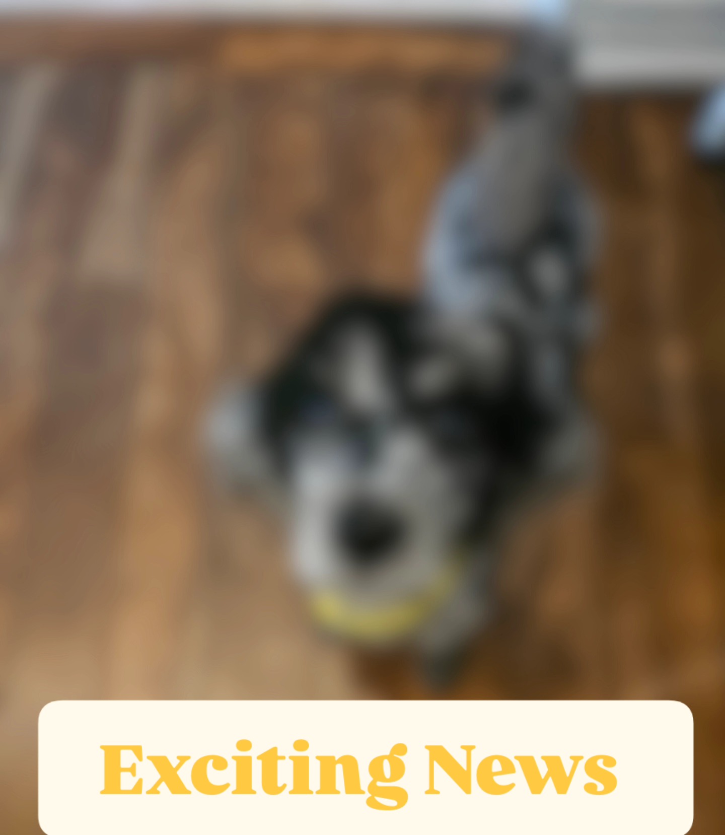 We have a surprise 🥰🐾
.
🐩💓