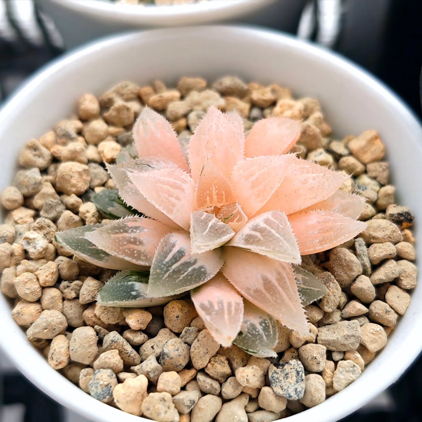This Pygmaea Ice Sugar is highly variegated, with new leaves developing sufficient chlorophyll to support healthy, ongoing growth.
Please note that this Haworthia has been fully acclimated outdoors and is extremely tolerant of Singapore’s climate.
Note: This is natural pastel pinkish hue 😊
#haworthiapygmaea #haworthiaicesugarvariegated #haworthiacollection