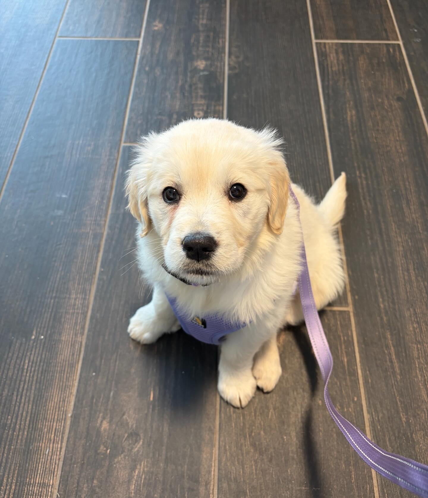 Luna Skye is an official member of the healthy puppy club!! 🐾❤️