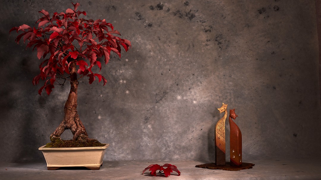 This lovely Paper Bark Maple is in full winter glory with its blood-red leaves. A native of China's this species has some to offer all through the year, its coppery coloured paper-thin bark, its tri-leaflet leaves. I got two of these plants, about 15 years ago, from a garden centre near me. I field grew them for a few years to thicken the trunks. When I dug it up, I discovered this interesting root formation and decided to grow it in the exposed root style. It has been in this Creamy White Yixing Ceramic training pot for years, will repot into a more relevant pot.