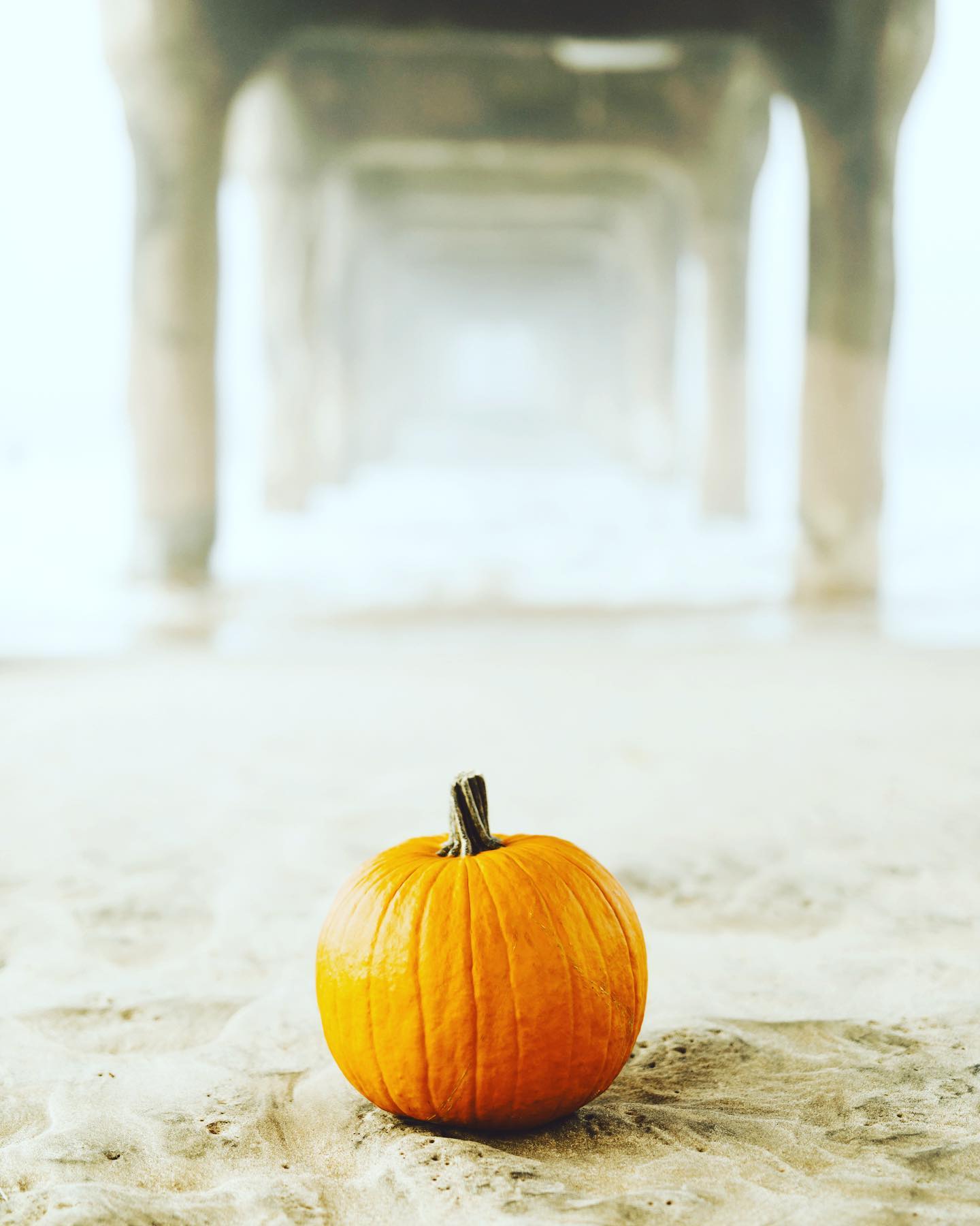 OOOOOO, Autumn! 🍁🍂 Happy first day of fall. Thoughts of pumpkins, lattes, baked treats, apples, cider, and cozy nights fill our minds. It’s so cool that we get to sprinkle in beach days during autumn months. We love the South Bay!
Some of our favorite pumpkin treats in the South Bay are @LaTerrazaRB where you can enjoy a yummy pumpkin latte🎃☕️. We also wake up CRAVING pumpkin bread from @SacksOnTheBeach. Hope to see you at one of these local spots.
Also, go to the link in our bio for a fall, maintenance checklist for your home!