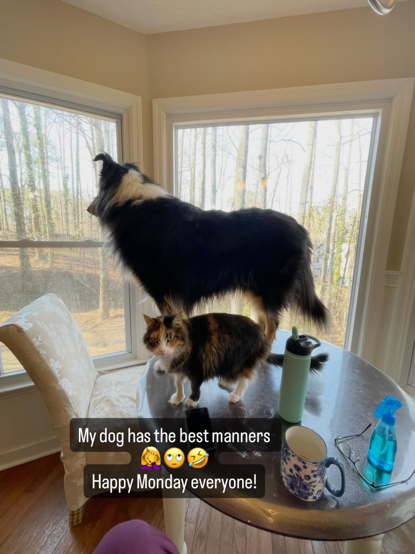 My dog has the best manners! 🤦♀️🙄🤣 Happy Monday! #dogs #funny #happy