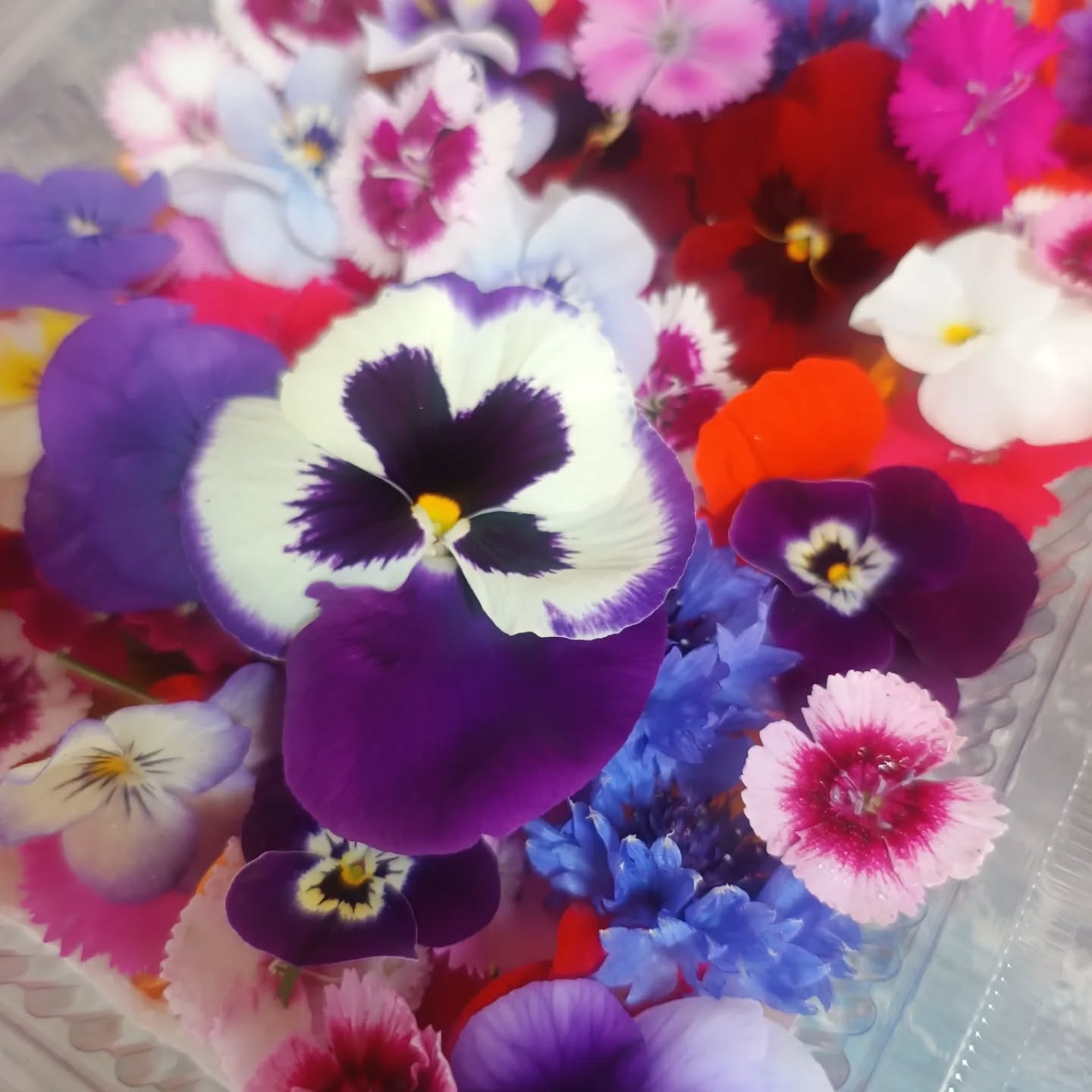 Garnish with Love🩷🌸
#edibleflowers #valentinesday #plating #chefs #edibleart