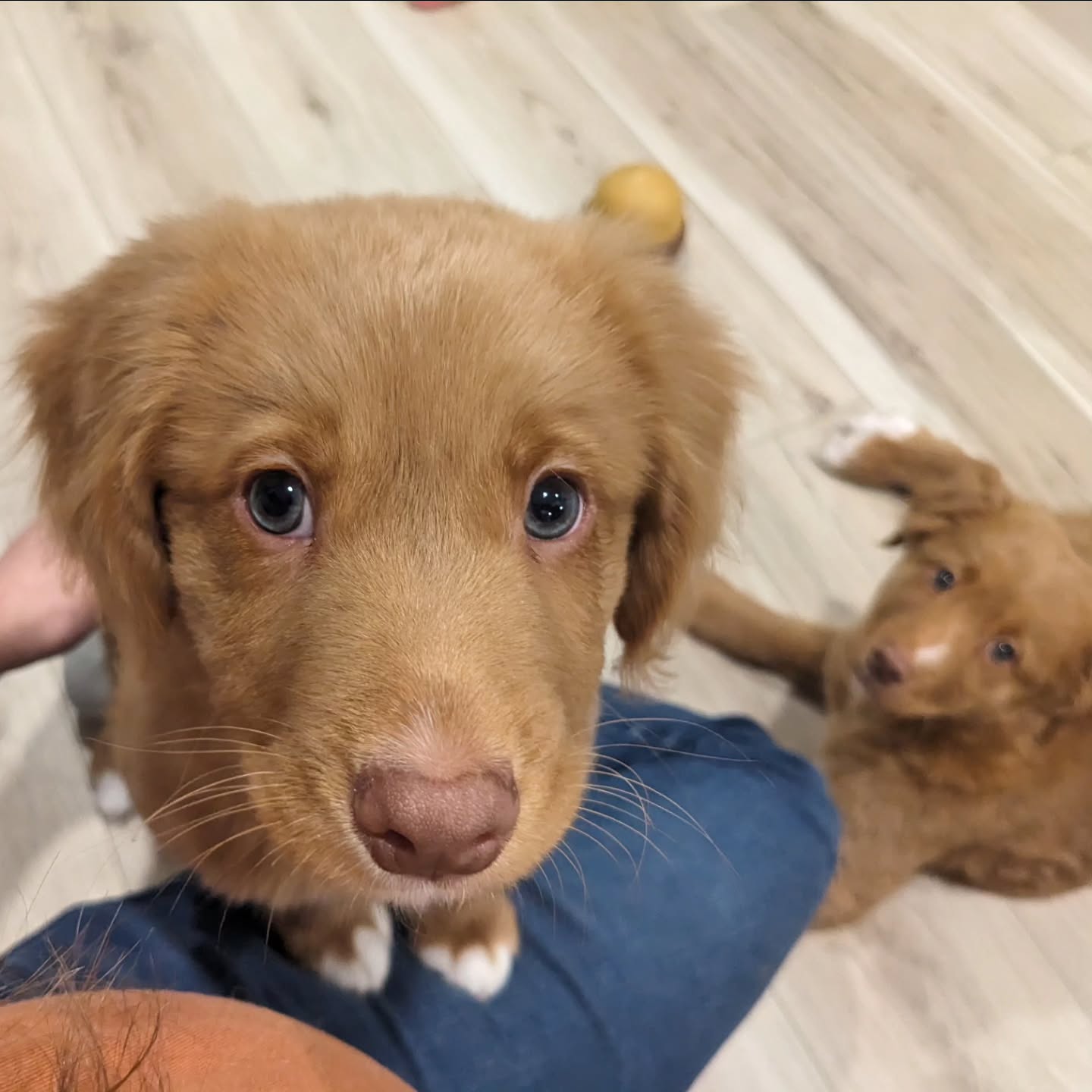 And then there were two
It's definitely a lot quieter around! While Flower continues to look for her forever, we'll keep playing and learning and experiencing new things.