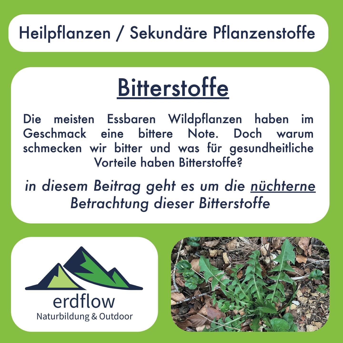 BITTERSTOFFE IN ESSBAREN WILDPFLANZEN🌿 - Die nüchterne Analyse
Bitterstoffe sind Stoffe, die im Körper die Bitterrezeptoren aktivieren. Das Bitterempfinden ist ein Alarmsystem, dass uns vor potentiellen Giftstoffen warnt. Nicht jeder Bitterstoff ist jedoch automatisch giftig.
Weitere Bitterrezeptoren finden sich im Magen-Darm, in der Lunge, usw und haben das Ziel Prozesse anzustossen um die aufgenommenen potentiellen Giftstoffe aus dem Körper zu befördern, bzw. zu binden/abzubauen. Das geschieht z.B. durch eine verstärkte Ausstossung von Verdauungssäften. wie Magensaft, Galle, usw. wodurch nicht nur die Verdauung schneller läuft, sondern die Giftstoffe im Verdaungstrakt auch rascher abgebaut bzw. chemisch gebunden werden können.
In den Sinne wirken die Bitterstoffe verdauungsfördernd. Gerade bei üppig-fettigem Essen hat man danach ein geringeres Völlegefühl. Weiter wirken Bitterstoffe appetitanregend, resp. vermutlich setzt während der Mahlzeit die Sättigung rascher ein. Weitere gesundheitliche Vorteile werden derzeit in der Wissenschaft diskutiert, allerdings ist die vorhandene Evidenz beschränkt und sensationelle Gesundheitsverprechen in der Szene müssen kritisch hinterfragt werden. Hohe Dosen an Bitterstoffen oder die Aufnahme tatsächlich giftiger Stoffe wirken auf den Körper jedoch schädlich, reizend und abführend.
Interessante Literatur zum Thema:
Maik Behrens and Wolfgang Meyerhof (2010) – Oral and Extraoral Bitter taste receptors
Descamps-Solà M. et al (2023) - Bitter taste receptors along the gastrointestinal tract: comparison between humans and rodents
Rezaie et al (2021) - Effects of Bitter Substances on GI Function, Energy Intake and Glycaemia-Do Preclinical Findings Translate to Outcomes in Humans?
Germán Zuluaga (2024): Potential of Bitter Medicinal Plants: A Review of Flavor Physiology
https://natuerlich.thieme.de/therapieverfahren/naturheilverfahren/detail/konzept-leberentgiftung-kritische-analyse-volkstuemlicher-ueberzeugungen-und-evidenzbasierter-medizin-4645
wilde Grüsse 🌿
David
#wildkräuter #wildkräuterküche #wildkräutersammeln #essbarewildkräuter essbarewildpflanzen