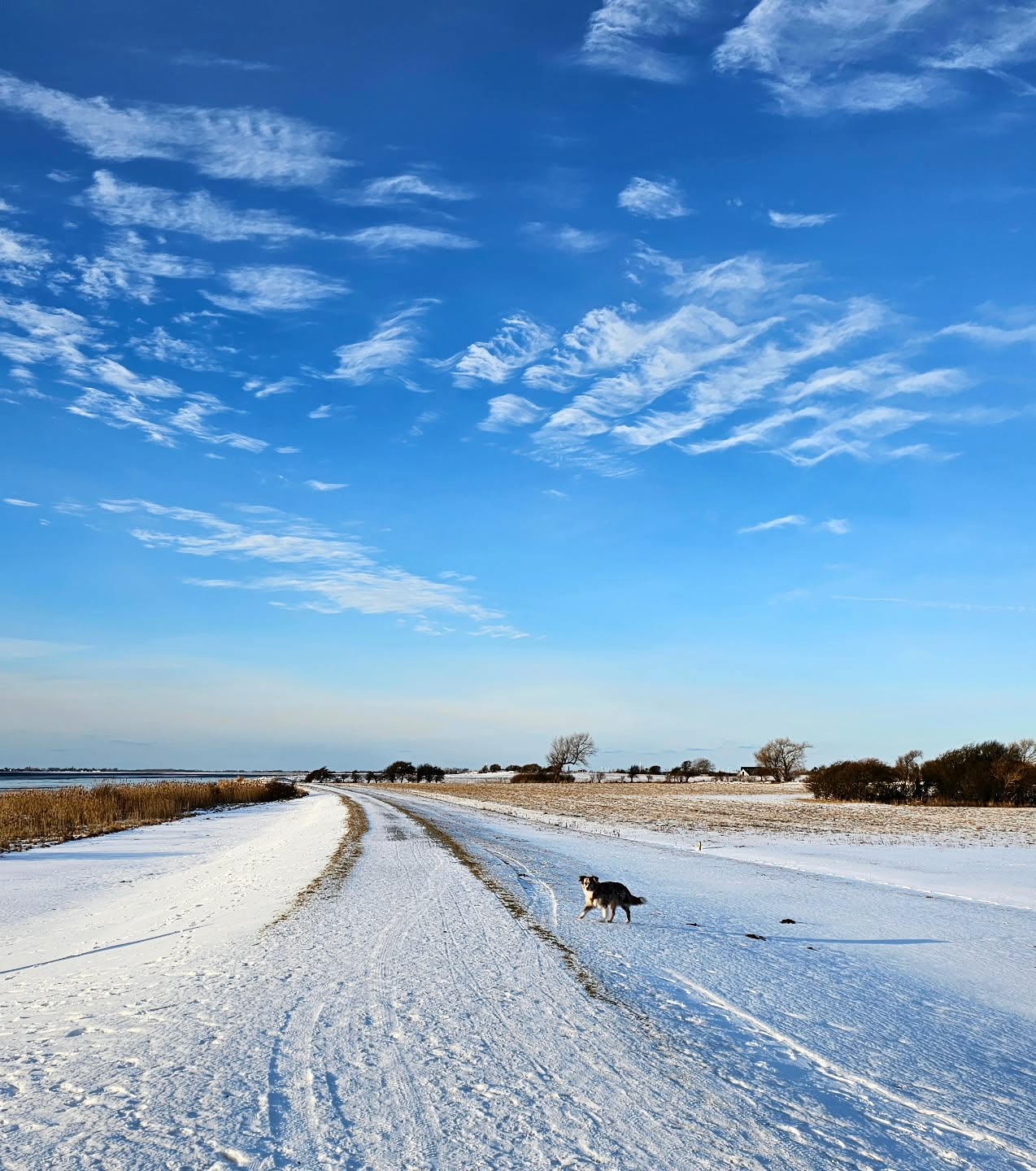 Diese Jahreszeit ist wunderschön auf Fehmarn und vom 'Haus im Felde' aus lassen sich wunderbare, einsame Schneespaziergänge am Meer machen.
#ferienwohnungen
#Sonneninselfehmarn
#ostseeurlaub
#winterammeer
#ferienappartements
