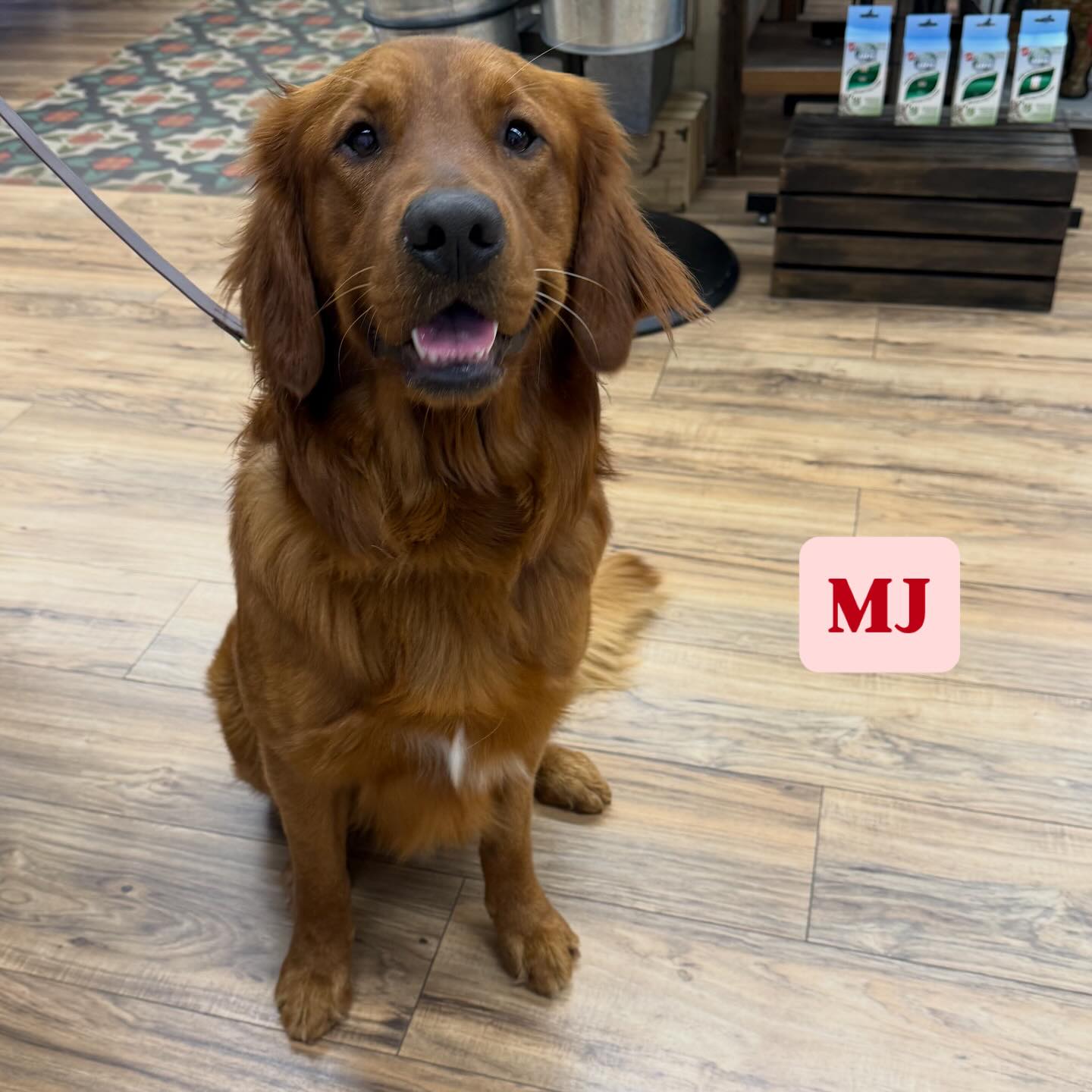 MJ is a loyal nail trim customer here @pawsarottispetshop
And wants to remind you appointments can be made Sunday-Tuesday. Give us a call at 707-595-3357 ๐๐พ
#pawspups #golocalsoco #dogsofinstagram