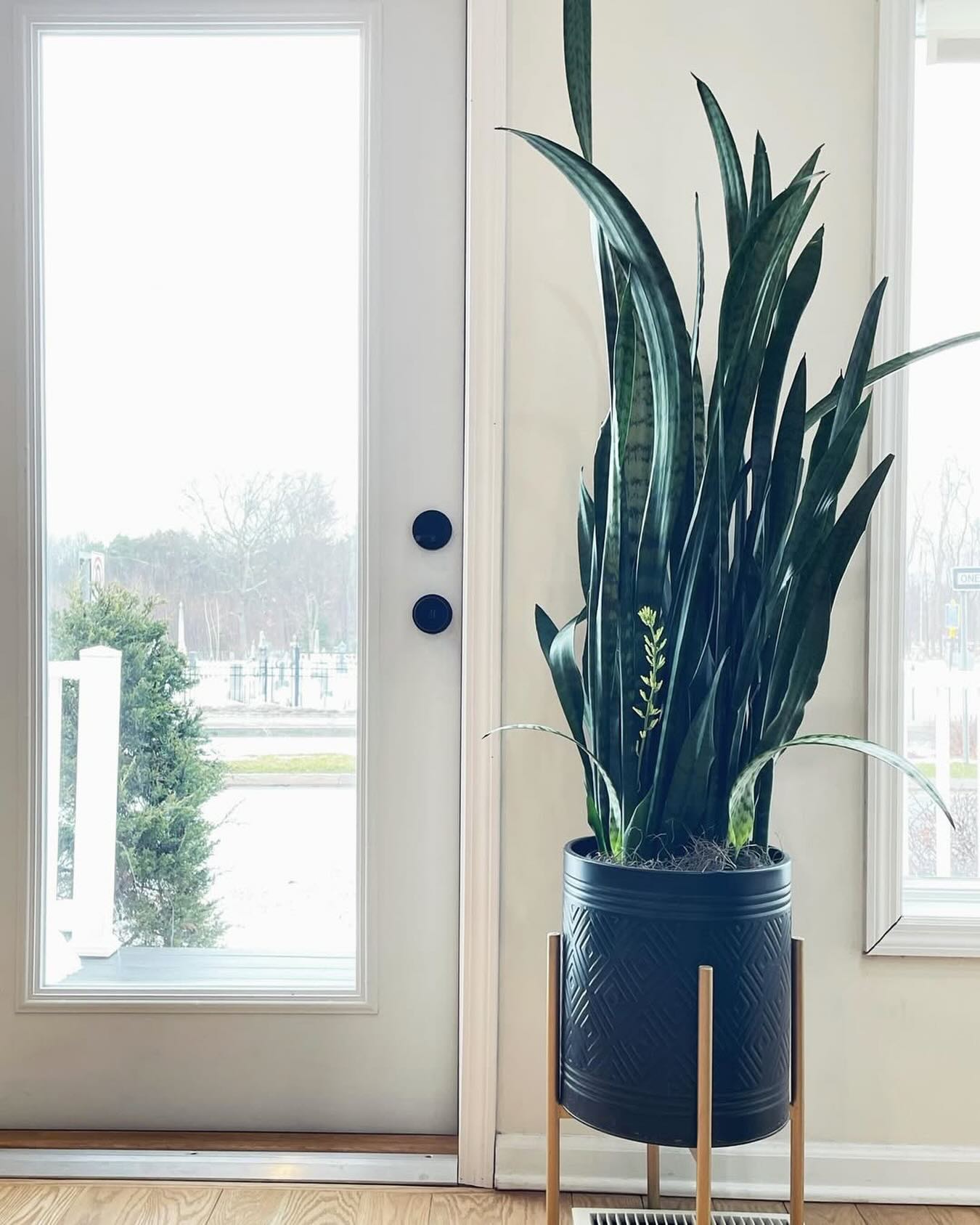 Our snake plant has bloomed twice 🌱
Did you know? . . .
A snake plant may bloom when under stress and the thought it might die (I may have neglected watering her). They will reproduce flowers that turn into seeds so they will continue on with life. They fight to live! Because it is rare for a snake plant to flower, the bloom symbolizes prosperity. This is the ONLY one I’ve ever seen bloom and she resides right at our entrance!
A little like life- when we are faced with stress and think we might die we can choose to either give up and settle into failing feelings or push forward and fight harder, flowering and creating new growth and prosperity. No one is coming to save you, honey- the choice is yours.
According to Feng Shui a snake plant placed at the entrance will protect the space while attracting good luck and positive energy.
We receive so much feedback about the good energy in our space- guests always comment how they feel safe, welcomed and cared for. I believe it’s our amazing team that brings their best everyday but, I will give a special nod to our sweet green by the door. 🍃🌱🪴
Malta Hairstylist | upstate NY | hairsalon NY | Malta NY