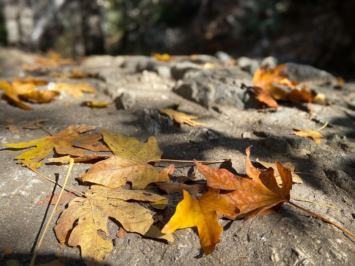 Autumn on the trails in LA.
#autumn #autumnleaves #losangeles #hiking #hikingtrails #falllcolors #getoutside #california
