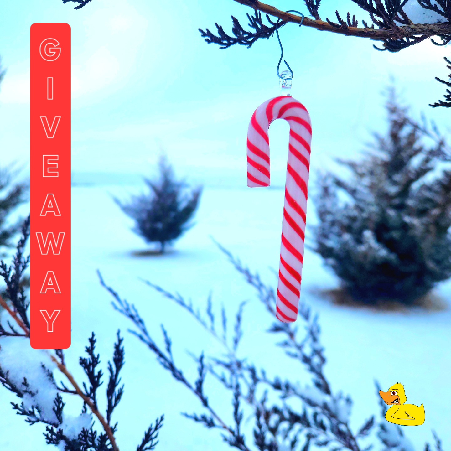 🎄 HOLIDAY GIVEAWAY ALERT! 🎄
Get your holidays extra lit with this handmade borosilicate glass candy cane ornament by the insanely talented @williambglass 🍬✨ Perfect for your sesh shelf, tree, or anywhere that needs a little high-class holiday cheer.
Here’s how to enter:
❄️ Like this post
❄️ Follow @quickcleanbong & @williambglass
🎅 Ends 12/12! Don’t puff-puff-pass on this chance to snag this one-of-a-kind piece. 💨🎄
🎁 Tag your stoner fam who needs this in their life! The more you share, the better the vibes. 🌟
#Giveaway #StonerChristmas #HolidayHighs #GlassArtLove #SeshVibes #CannabisCommunity #CannabisArt #GlassCollectors #StonerLife #QuickCleanBong #WilliamBGlass
Good luck, buds! 🍃💚