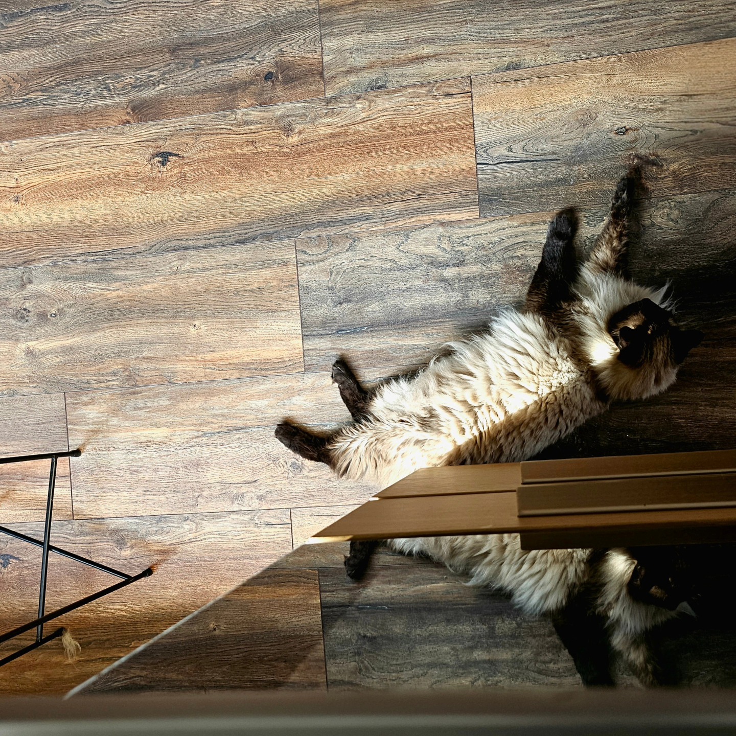 He's reflecting on life. ๐ธ
.
.
.
#catsofinstagram #ragdoll #mrjones #photo #mobile #samsungphoto #vibe