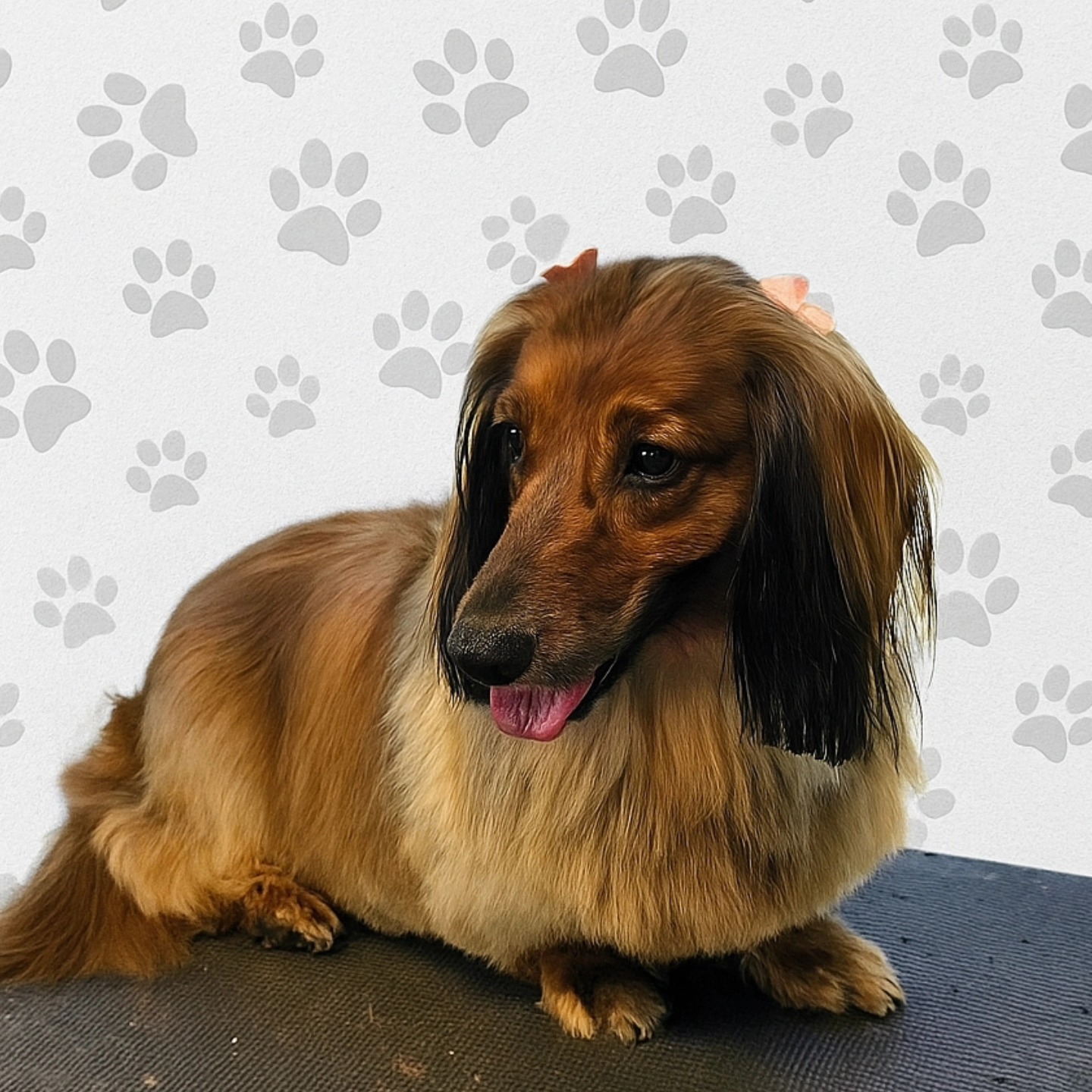 Luna is so pretty after her spa day . She gave her groomer lots of puppy kisses 🥰🐶
#thegroomiez ##spaday #DogSpaDay #lapuente #hacienda #lahabraheights #whittier #santafe #picorivera #downey #brea