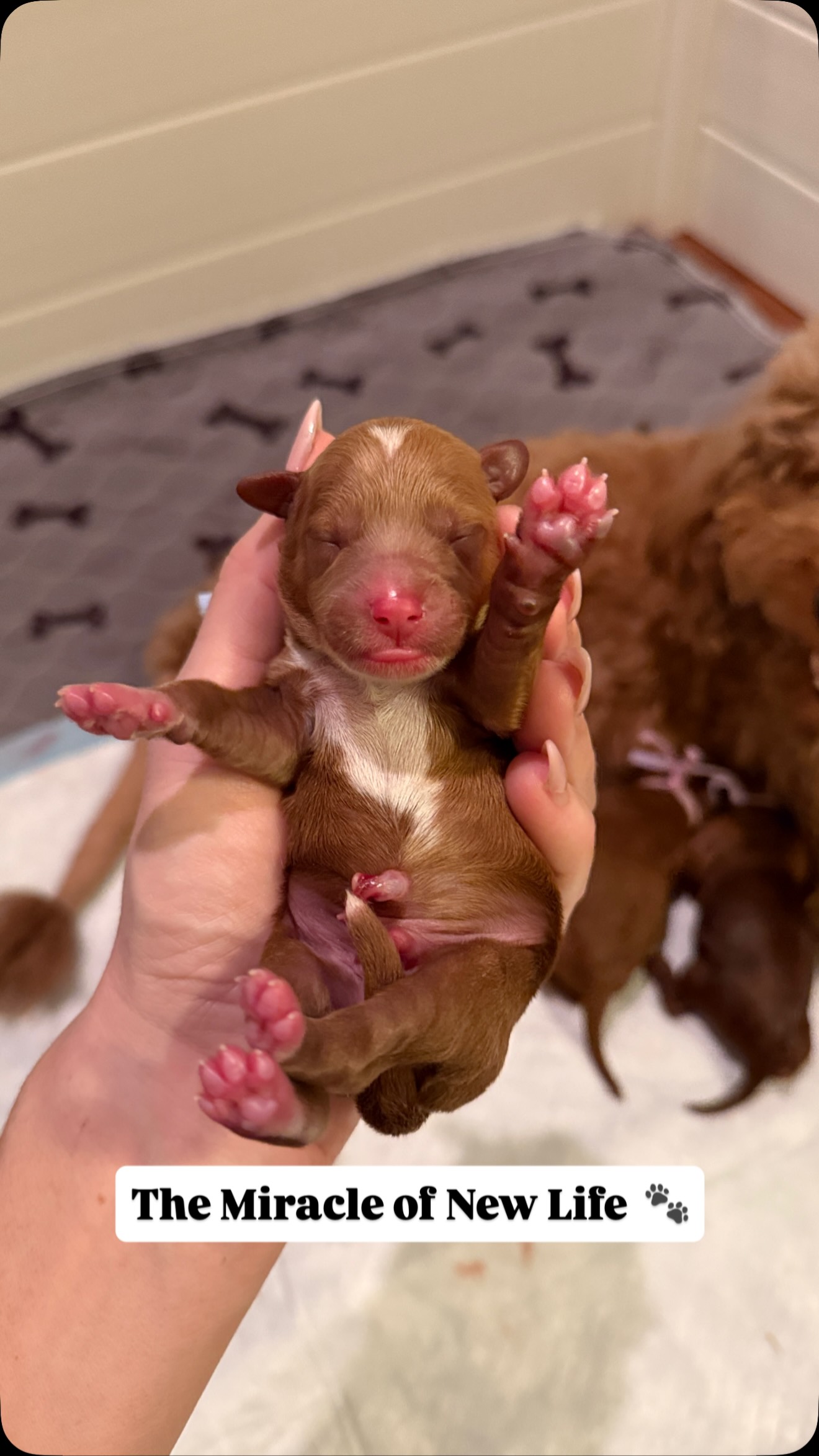 There is truly nothing more miraculous than witnessing new life enter the world. 🤍
On January 22, our beautiful Gigi welcomed four perfect little miracles . . . three precious girls and one sweet boy.
Grateful, emotional, and completely in awe of her and these tiny blessings 🐶✨
•
•
•
•
•
•
#goldendoodlepuppies #birth #puppybirth #fyp #puppy