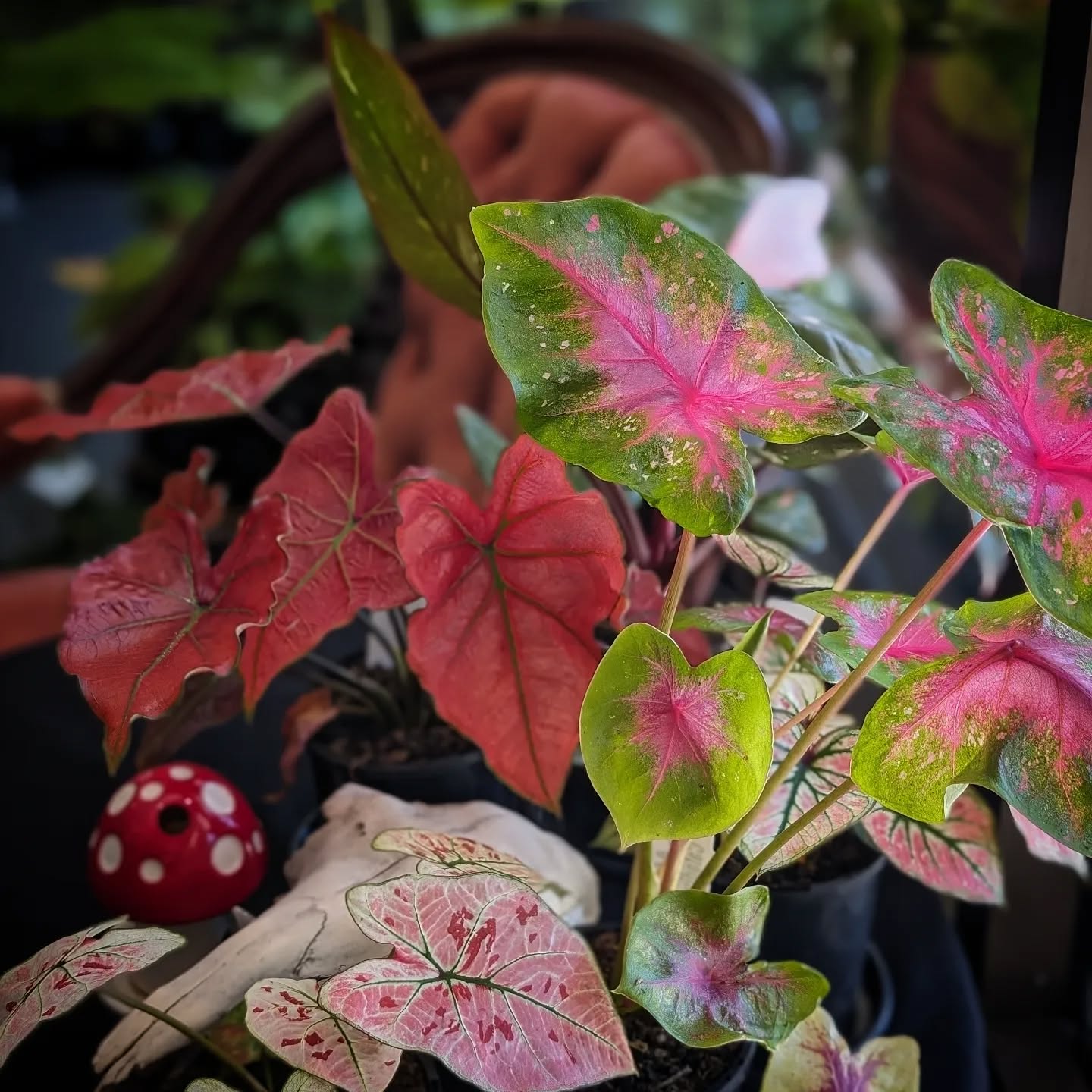 Need to brighten up your space?
We picked up a beautiful bunch of Caladiums yesterday & they're ready to find new homes!
•
•
•
#blackbirdavenue #caladium #caladiumlovers #planthoarder #witchywares #magickalwares #oddities #odditiesmelbourne #curios #oddityshopmelbourne #vultureculture #australianwitches #melbournewitches #crystalshopmelbourne #yarravalley #yarraranges #visityarravalley #yarravalleycrystals #shoptheyarravalley #dandenongranges #yarrajunction #warburton #healesville #wooriyallock