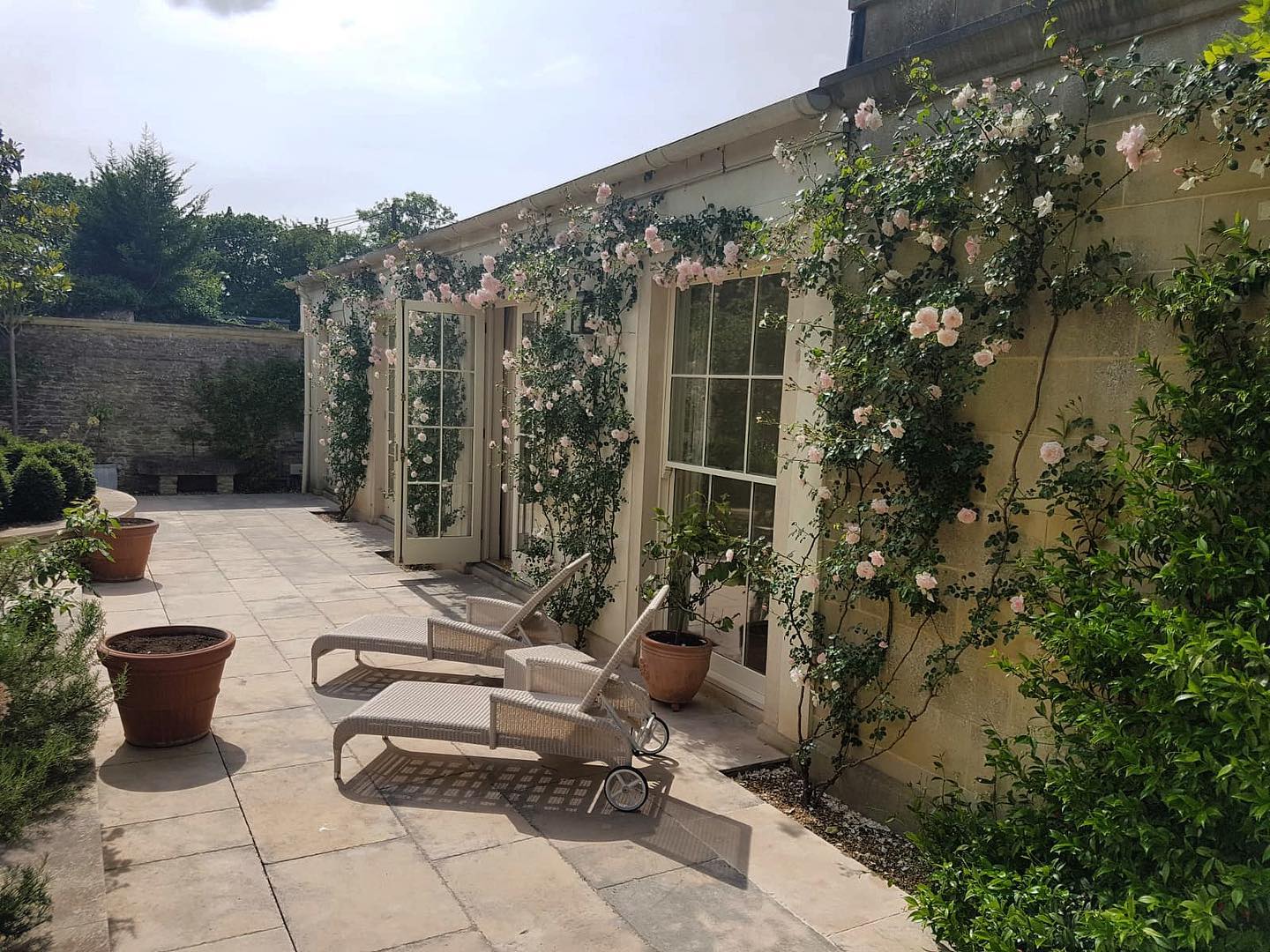 An oldie but a goodie. I planted Rosa New Dawn around the windows of this converted orangery (nearly 9 years ago) and we trained them to create a wonderful wall of roses. This entirely changed the feeling of the area that was previously unused. 🌳