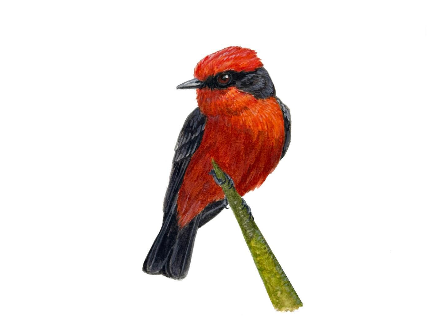 (9) Insectivore. I had the joy of seeing plenty super cute Vermillion Flycatchers in Mexico, while visiting family last year. There super showy birds are a joy to watch, and I drew it posed on a common Mexican plant the Yucca.
Do you have a favorite flycatcher?
Hosted by @kaylafiskbirds #birdtoberclub2023
——————
#lovedrawing #birdsofinstagram #bird #vermillion #vermillionflycatcher #pyrocephalusobscurus #flycatcher #painting #gouachepainting #gouache #naturedrawing #watetcolorpainting #watercolor #birdtoberclub #birdtober