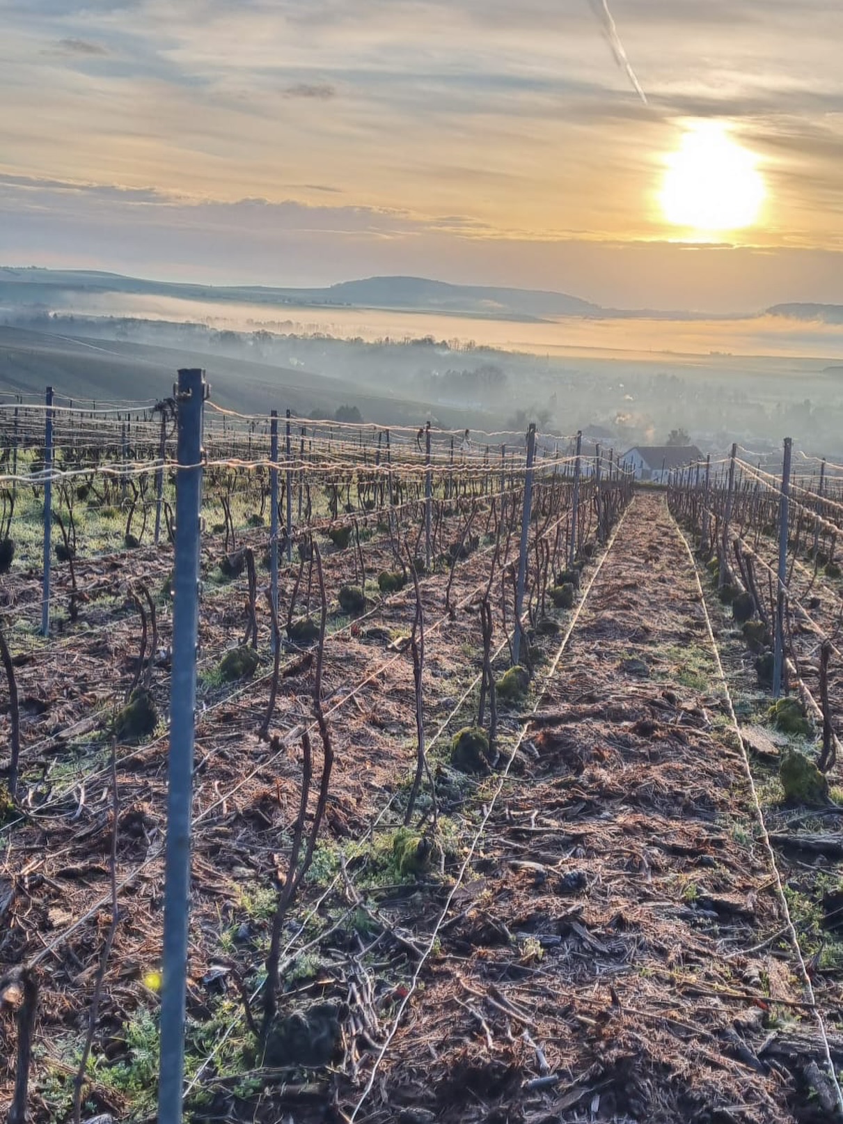 ☀️ Soleil d’hiver dans les vignes… Un moment où la nature se repose avant le prochain cycle 🍇