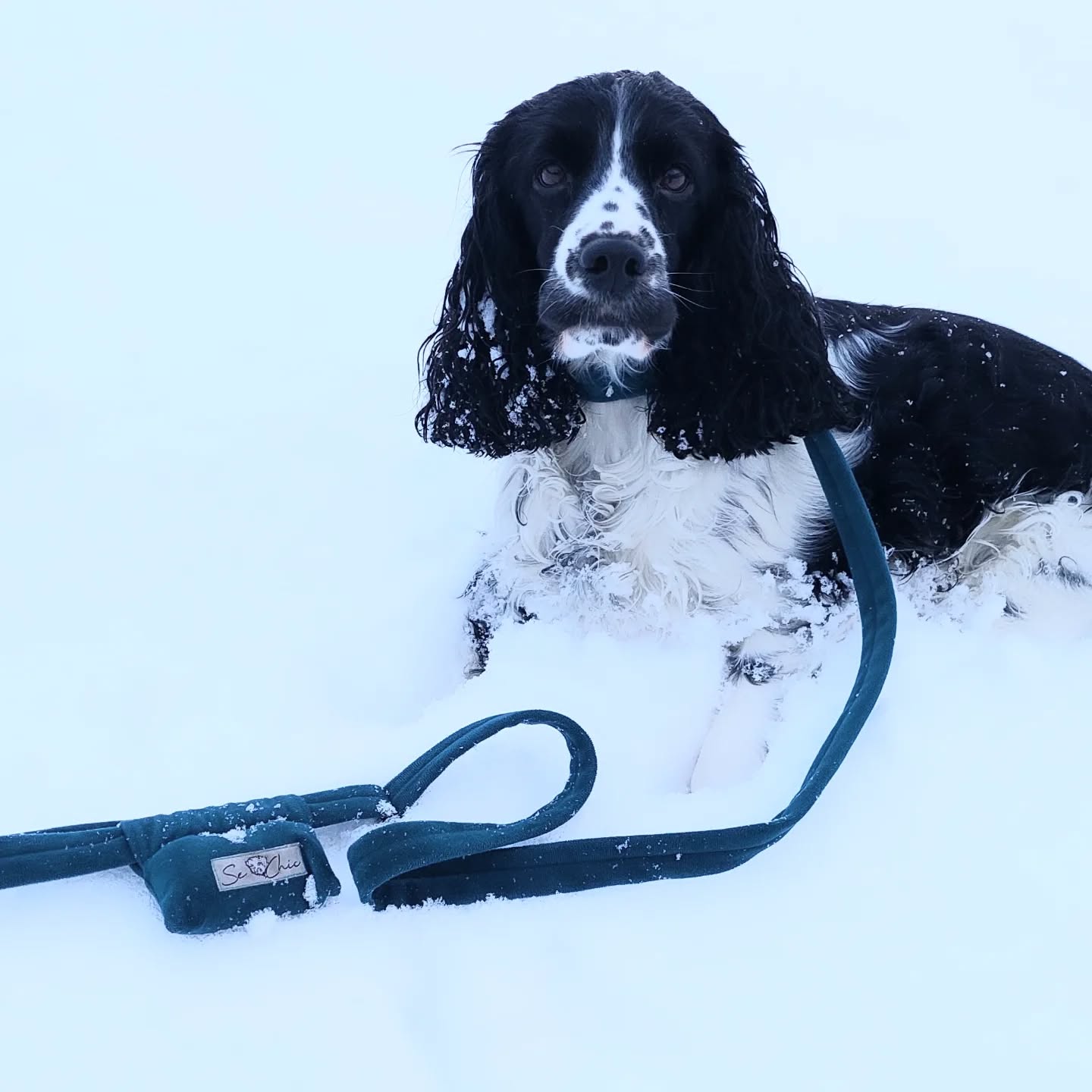 Stilvoll durch den Schnee mit Se Chic Leine und Kotbeuteltaschl. 🐕❄️
👉 www.sechic.it
#SeChic #WinterStyle #Hundezubehör #hundeliebe # DogsofInstagram #WinterWalk