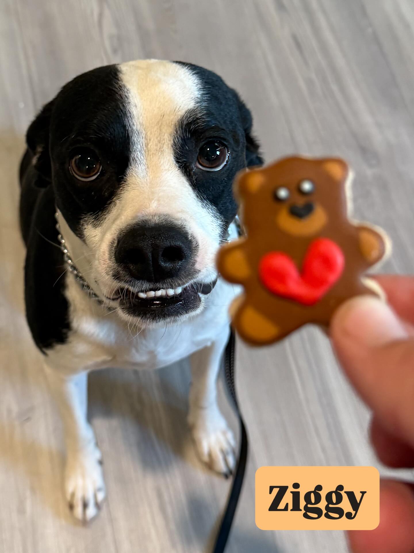 Sit. Stay. Be my Valentine. šš¾
This Valentineās Day, weāre in love with progress. šš¶
Swipe through to see some very good dogs earning their treats the right way!
#SanAntonioDogTraining #BoardAndTrain #DogTrainingWorks #BalancedDogTraining #GoodDogs ValentinesDayDogs