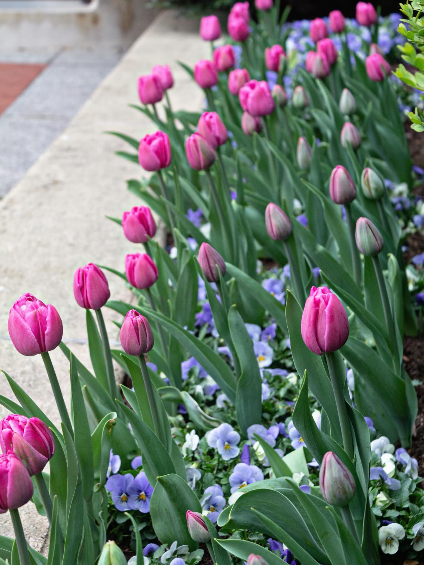 Don’t forget to Spring Ahead! We might need a little extra caffeine to get us through, but we’re oh so happy spring is on its way! 🌷
#springahead #springflowers #tulips #finegardening