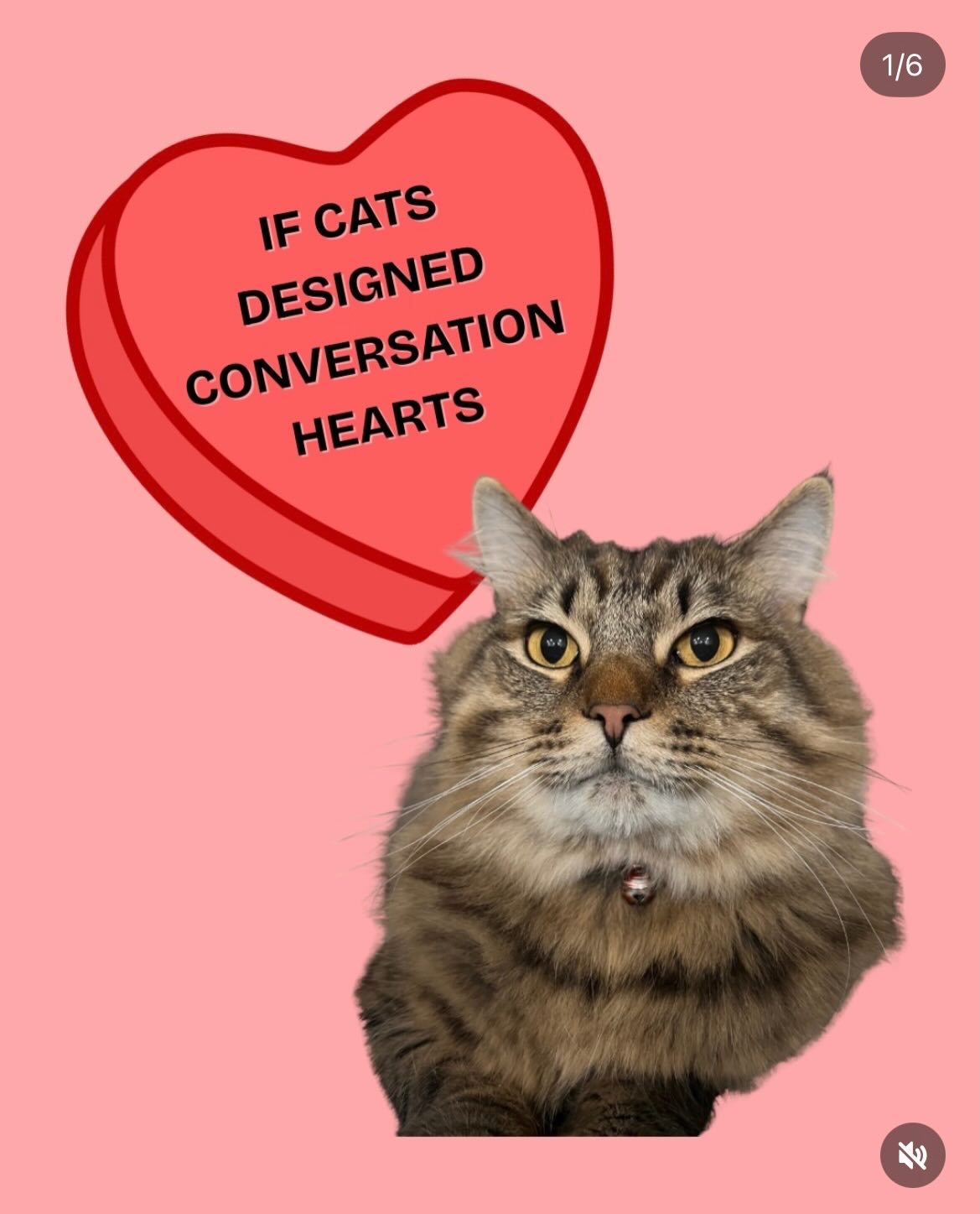 #valentinesday