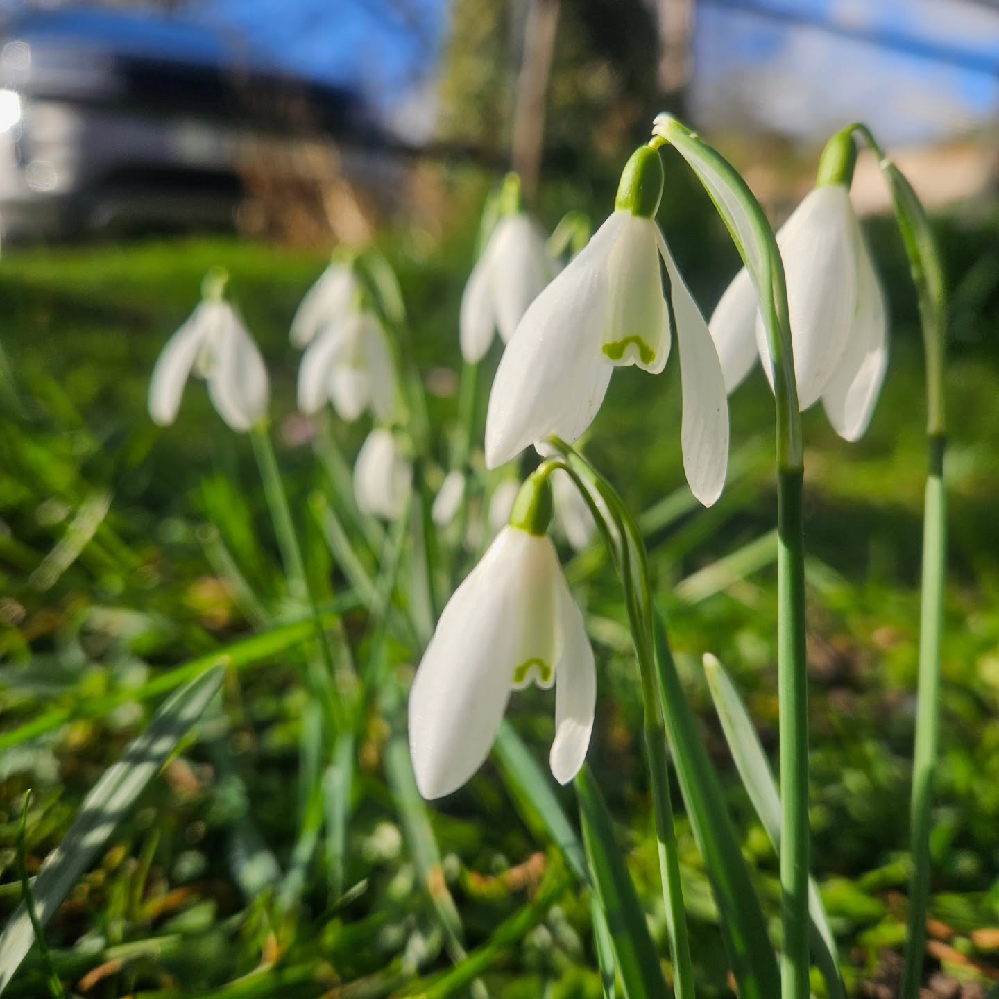 The only little flower I want to see today 🌿
Happy Valentine's all ❤️
#snowdrop