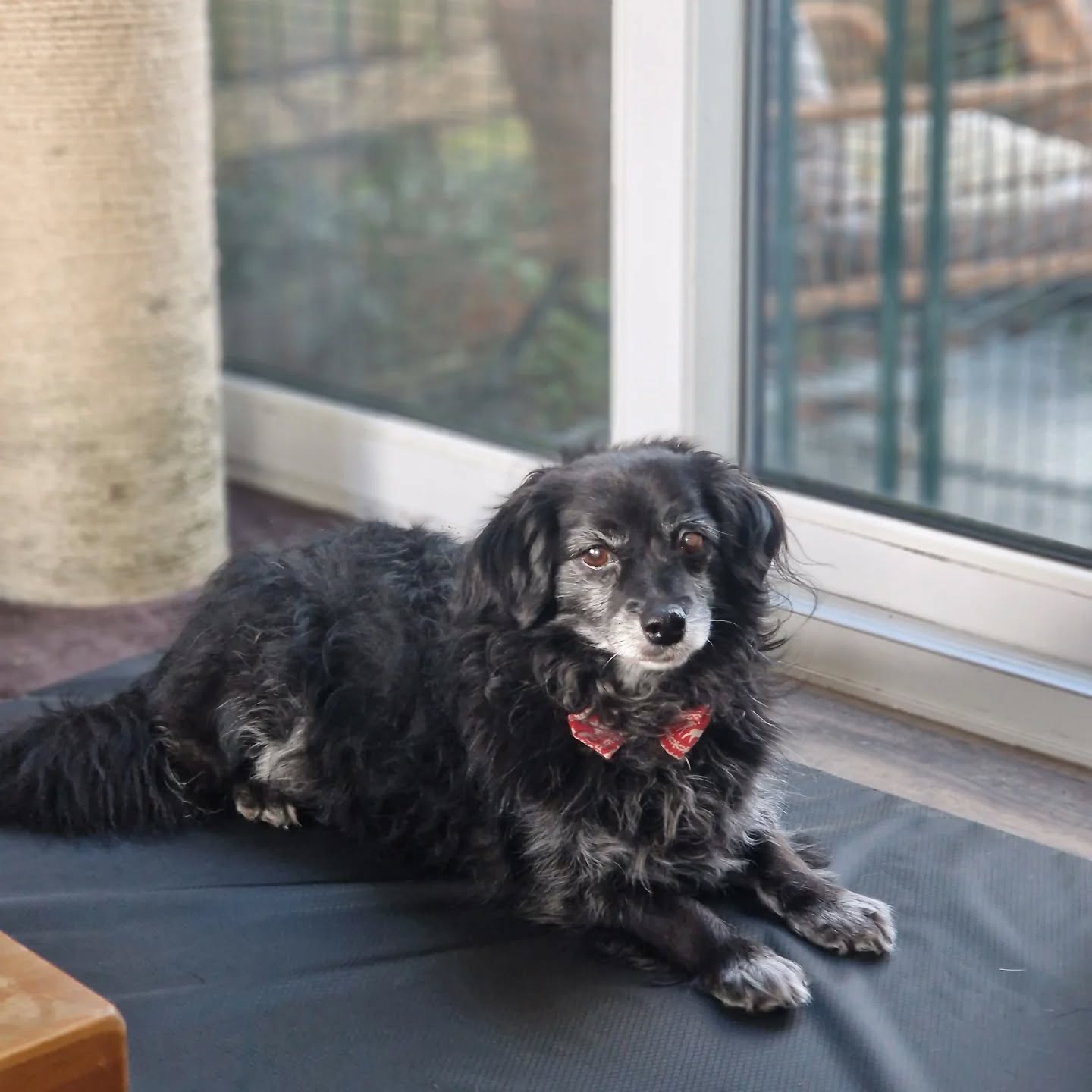 We've got some brand new, rather smart waterproof beds for the dogs, which will help keep things clean during the wet weather!
I think they've been approved! 😁👍🏻