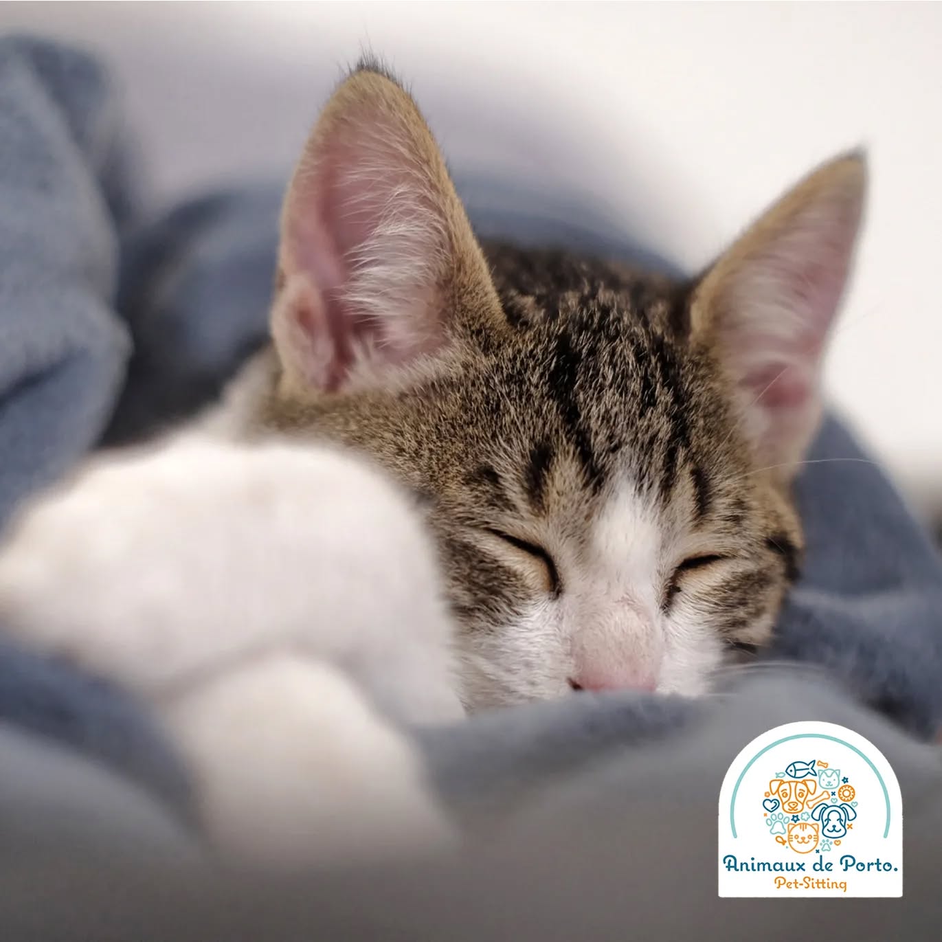 Baby cat peanuts 😍
#petsitting #petsittingporto #cats #dogs #petsofinstagram #animalsofinstagram #petlovers
