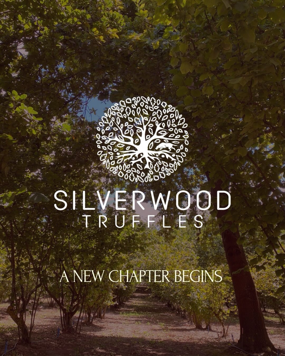 Today, the orchard enters a new chapter.
We’re incredibly proud (and a little humbled) to share that we have officially taken over Silverwood Truffles.
Before anything else, we want to acknowledge Paul and Rose, whose dedication, care and steady hands have shaped this place into what it is today. The health of the trees, the richness of the soil, and the reputation of this orchard are a testament to the years they have poured into tending the land. We are deeply grateful for the foundations they’ve laid and for the trust they’ve placed in us to continue the journey.
We are a young, family-run operation, proud to now care for this land and continue the work begun before us. We step into this role with respect — for the orchard, for its history, and for the rhythms that guide each season. Our commitment is simple: to be thoughtful stewards of the soil, to nurture healthy trees, and to grow and share truffles in a way that honours both land and community.
For us, truffles reflect healthy soil, patience, and quiet work done well. They are the result of time, trust in nature, and care beneath the surface — much like this transition. We’ll continue to grow, hunt and share them with deep respect for the people who have shaped this story so far, knowing it unfolds season by season beneath the trees and forest floor.
We feel incredibly fortunate to live and work in the Southern Forests, and to become part of this generous, grounded community. To all that we’ve met so far, thank you for welcoming us. We’re looking forward to what’s ahead and to sharing the seasons with you!