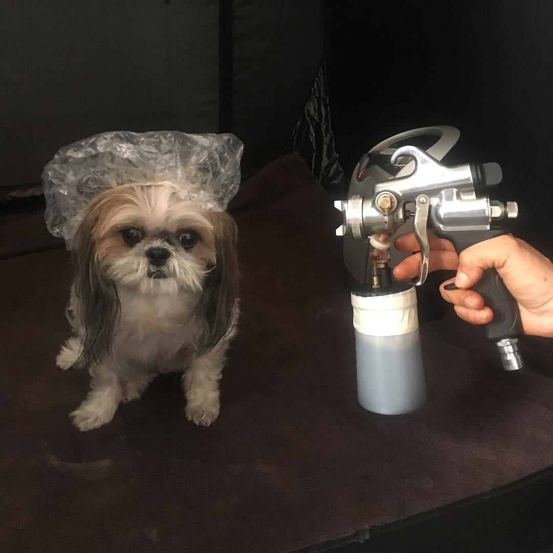 Doesn’t matter who you are, everyone wants a tan and feel good! 😜 @london_the_shihtzu #spraytan #doggyspraytan #feelgood #cutedog #spraytannyc #winterblues