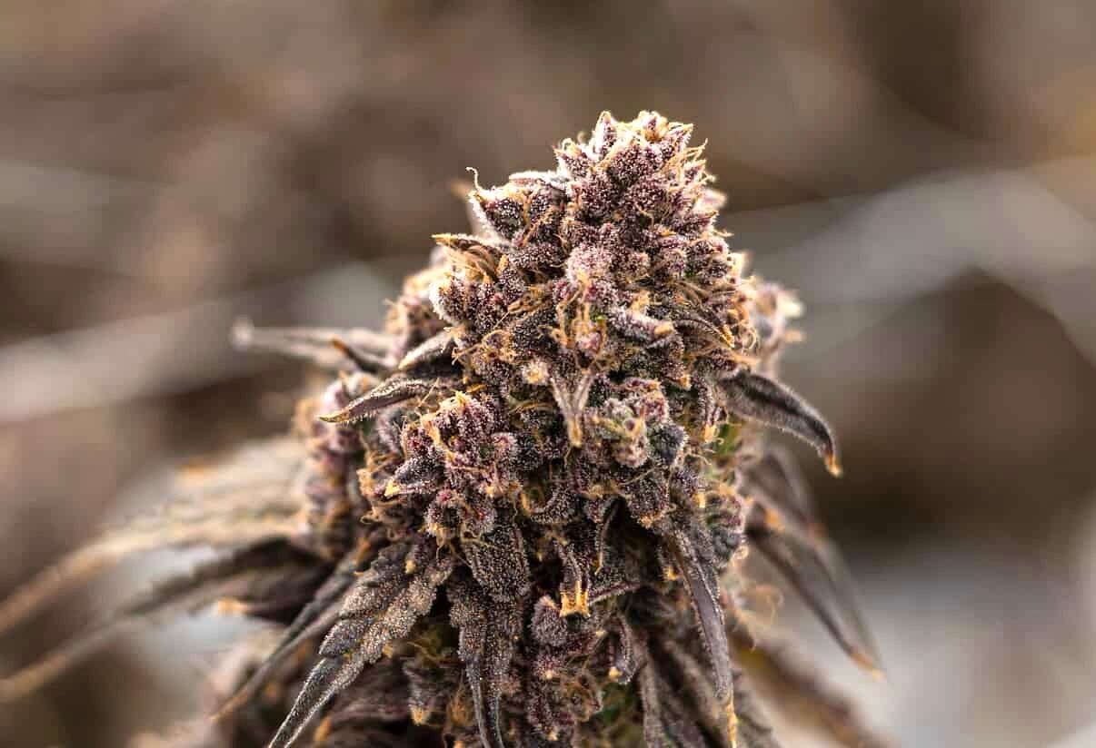 The classics never die 🫐
BLUEBERRY YUM-YUM
Sweet berry. Iconic flavor.
#PushinPablo #BlueberryYumYum