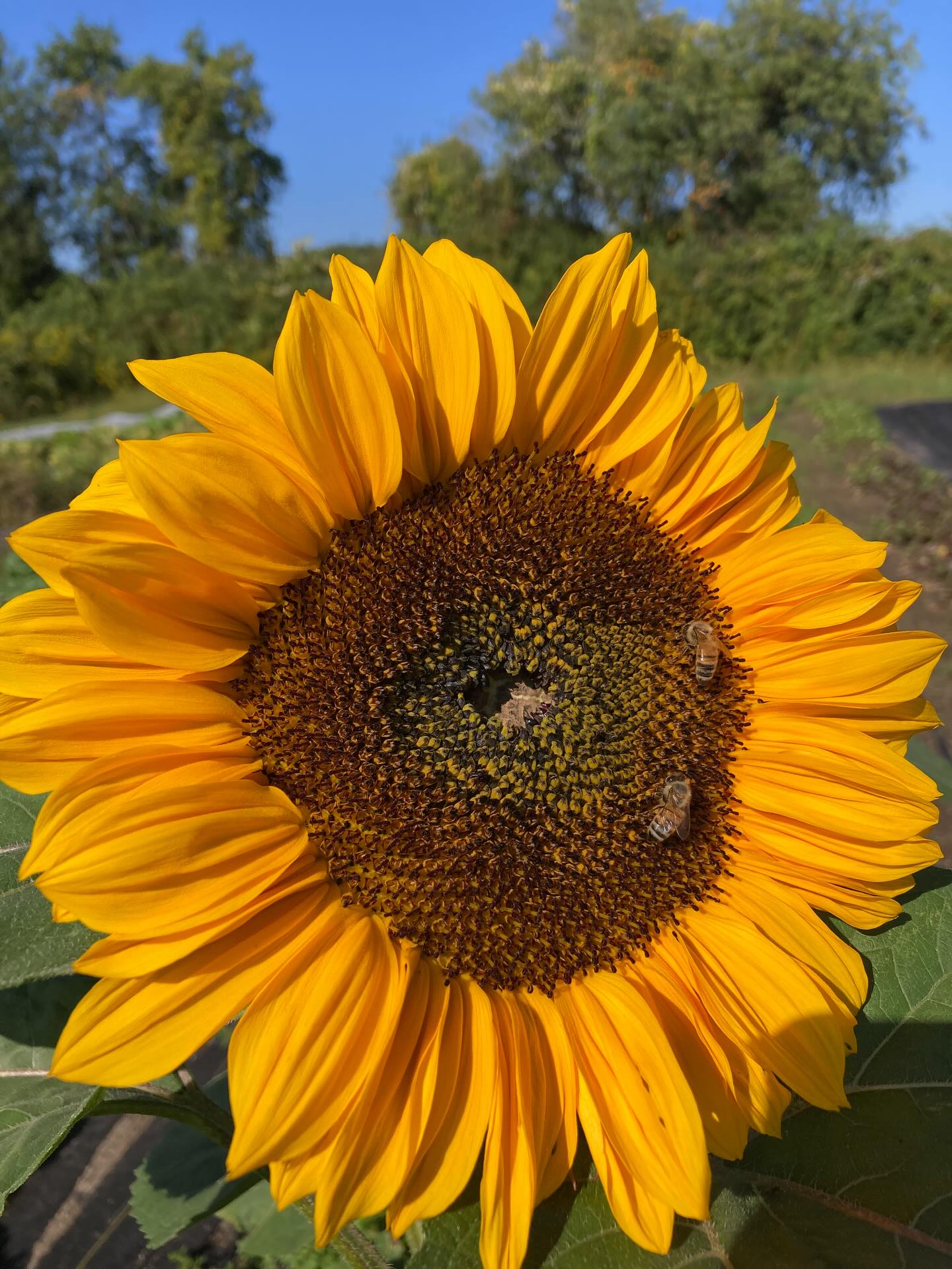 A sight for sore eyes in February.
Didn’t sign up for your CSA yet? We’ve got you covered.
Www.moonrosefarm.com
follow the link in our bio for more