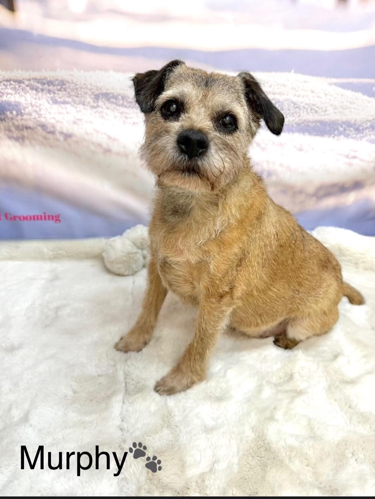 13/02/26 What a pro! Murphy visited Precious Paws for a hand strip and did a fantastic job ✨🐶🐾
#cute #borderterrierlove❤️ #love #doggroominguk