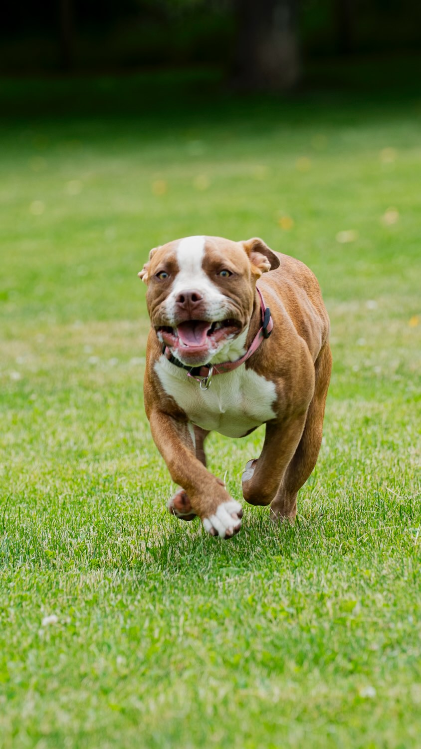 6 Things That Can Impact Your Dog’s Quality of Life!
Sometimes the small stuff isn’t so small. Here are six areas that matter more than most people realize:
1️⃣ Dental health – Bad breath isn’t “normal.” It can signal pain or infection.
2️⃣ Skin & ears – Itchiness, redness, or recurring ear issues affect comfort daily.
3️⃣ Gut health – Digestion plays a huge role in energy, mood, and immunity.
4️⃣ Pain – Subtle changes in movement can mean discomfort.
5️⃣ Anxiety – Stress impacts behavior and overall wellbeing.
6️⃣ Grooming – Regular care prevents bigger problems down the road.
If any of these sound familiar, don’t wait. Reach out to Cascade Pet Camp, we’re here to help your dog feel their best. 💙🐶
🔗 www.CascadePetCamp.com
📲 (541) 354-2267
📍3085 Lower Mill Dr
Hood River, OR 97031