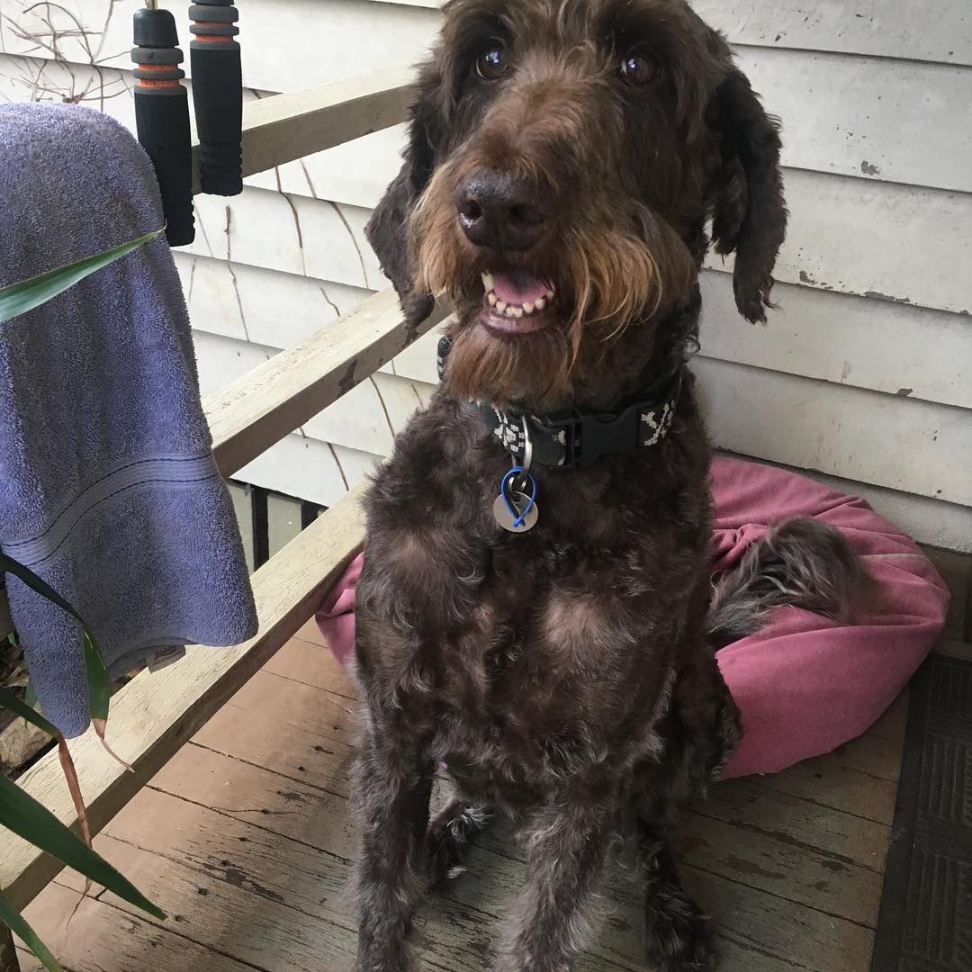 When you're handsome and you know it! ❤️Max❤️ #dog #labradoodle #dogsofbrisbane #doglover #cute #chasingtailsbrisbane
